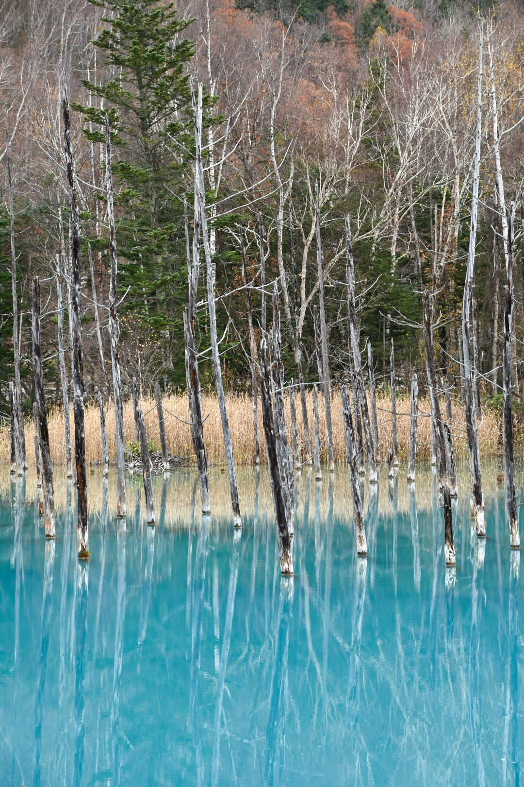 白樺の並ぶ湖畔の静かな水面