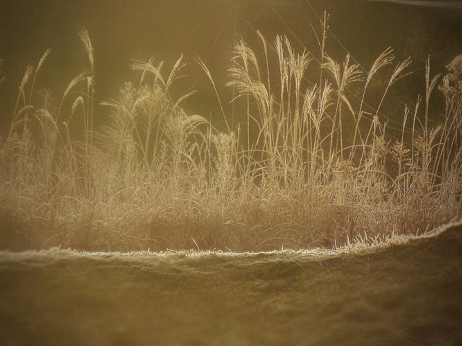 Eine Landschaft mit hohen weißen Gräsern vor einem sanften Hintergrund
