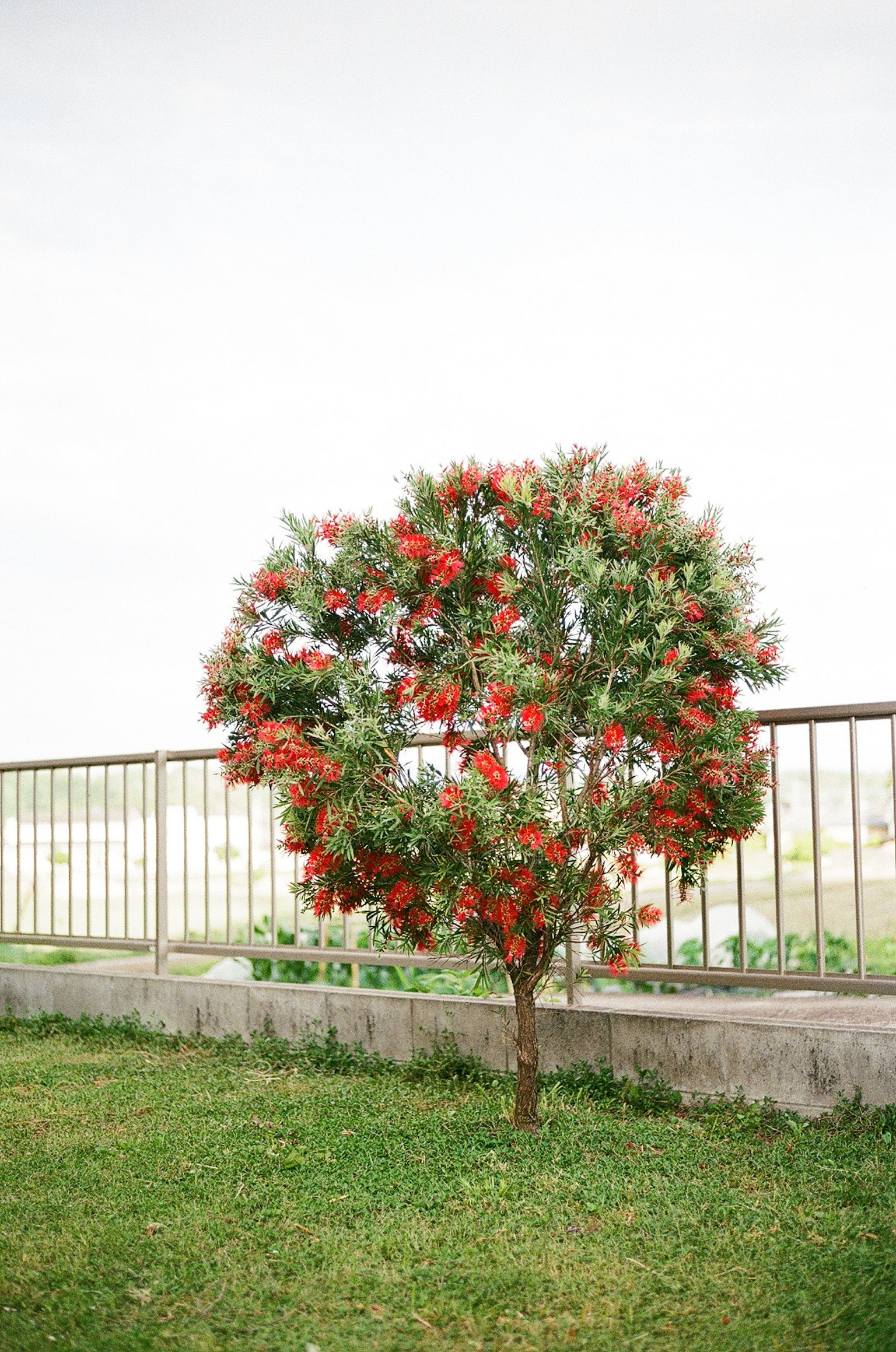Piccolo albero con foglie verdi e fiori rossi accanto a una recinzione