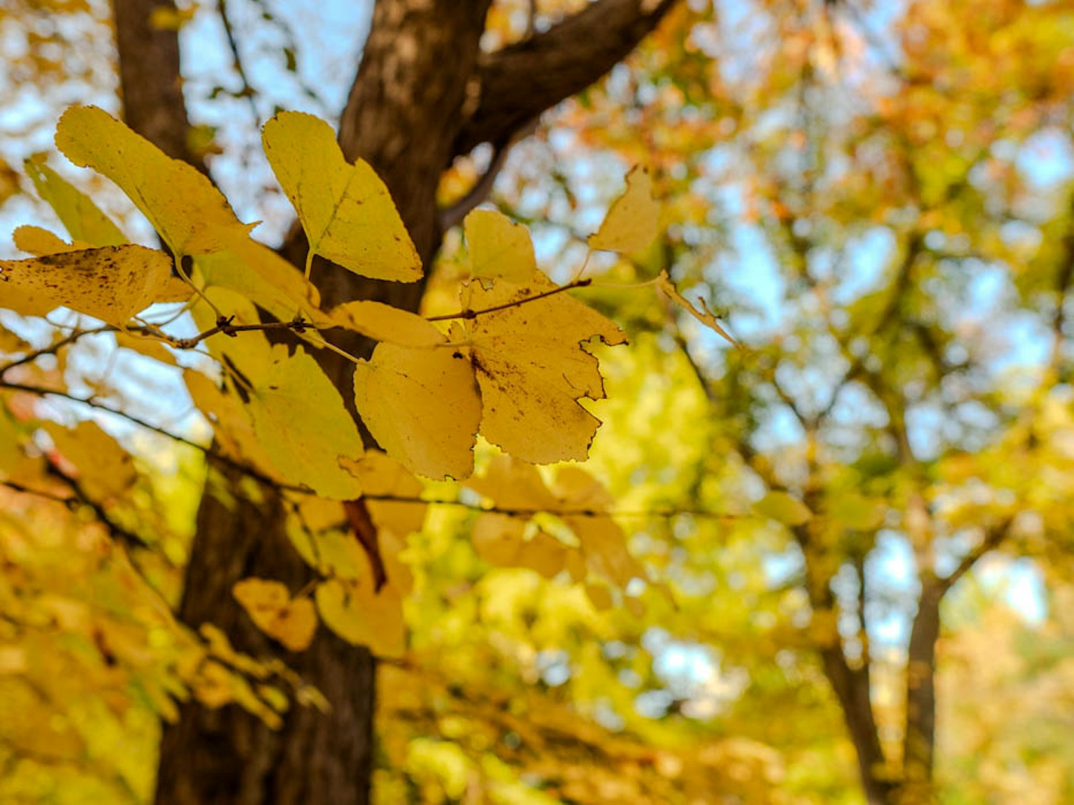 Vibrant yellow leaves adding color to autumn trees