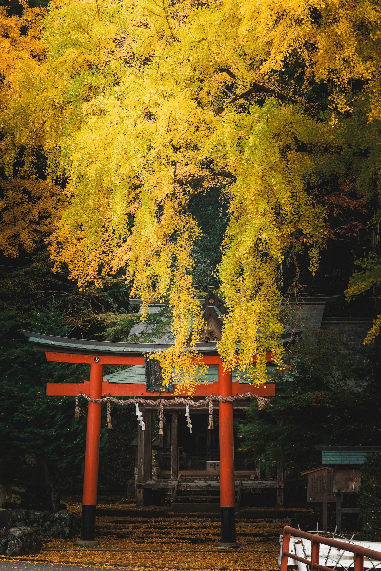 Cổng torii màu đỏ được bao quanh bởi lá ginkgo vàng rực rỡ vào mùa thu