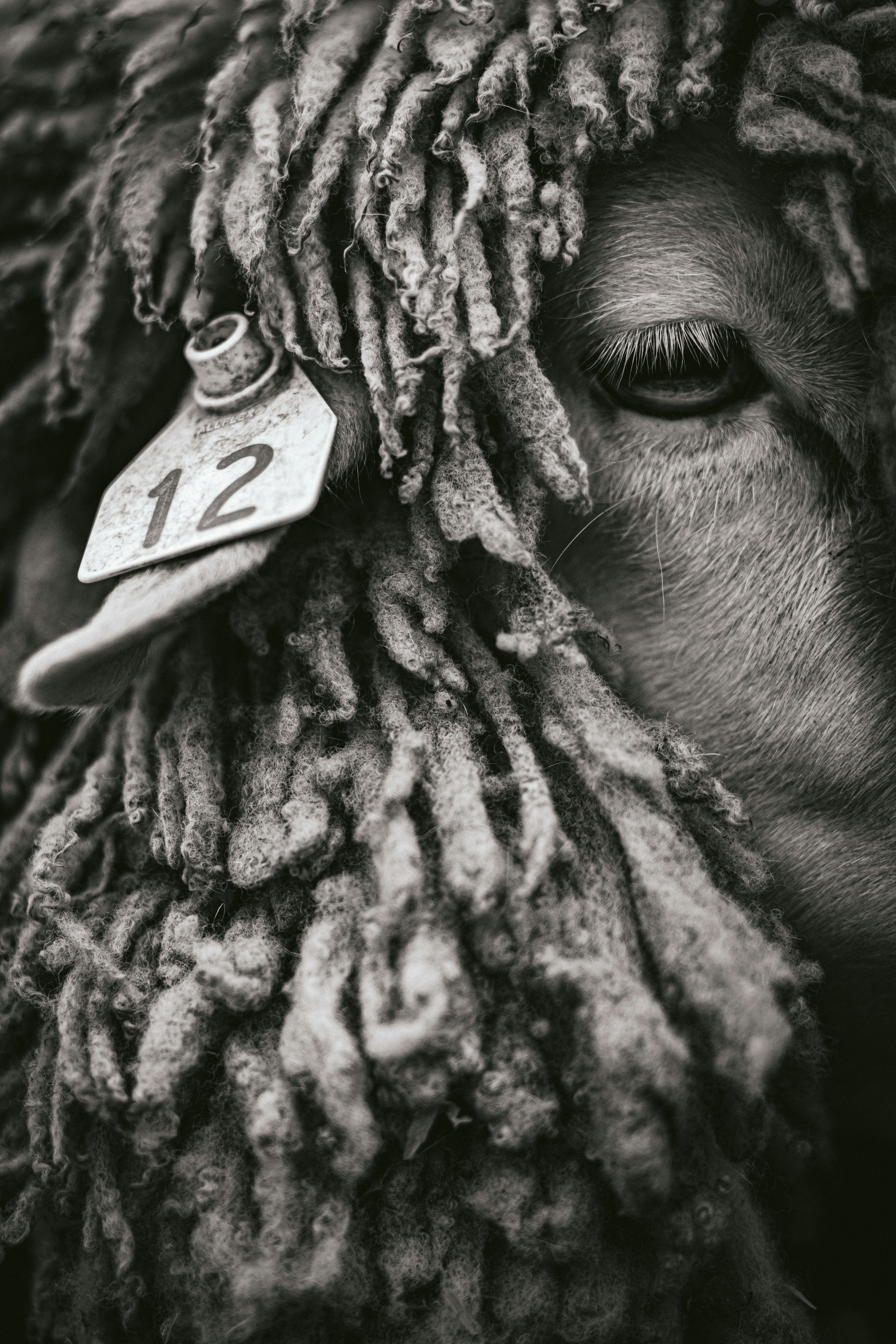 Side profile of a person covered in sheep’s wool