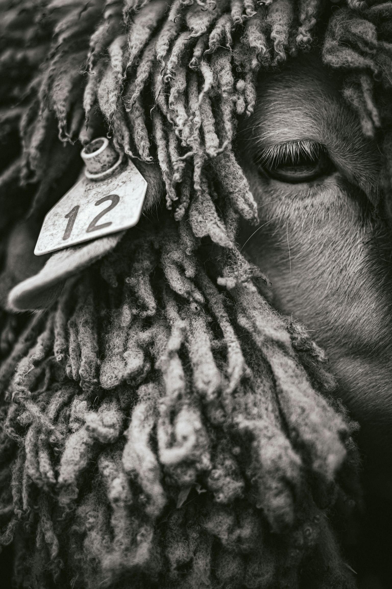 ภาพใกล้ชิดของใบหน้าของแกะในสีดำและขาวมีป้ายหูหมายเลข 12