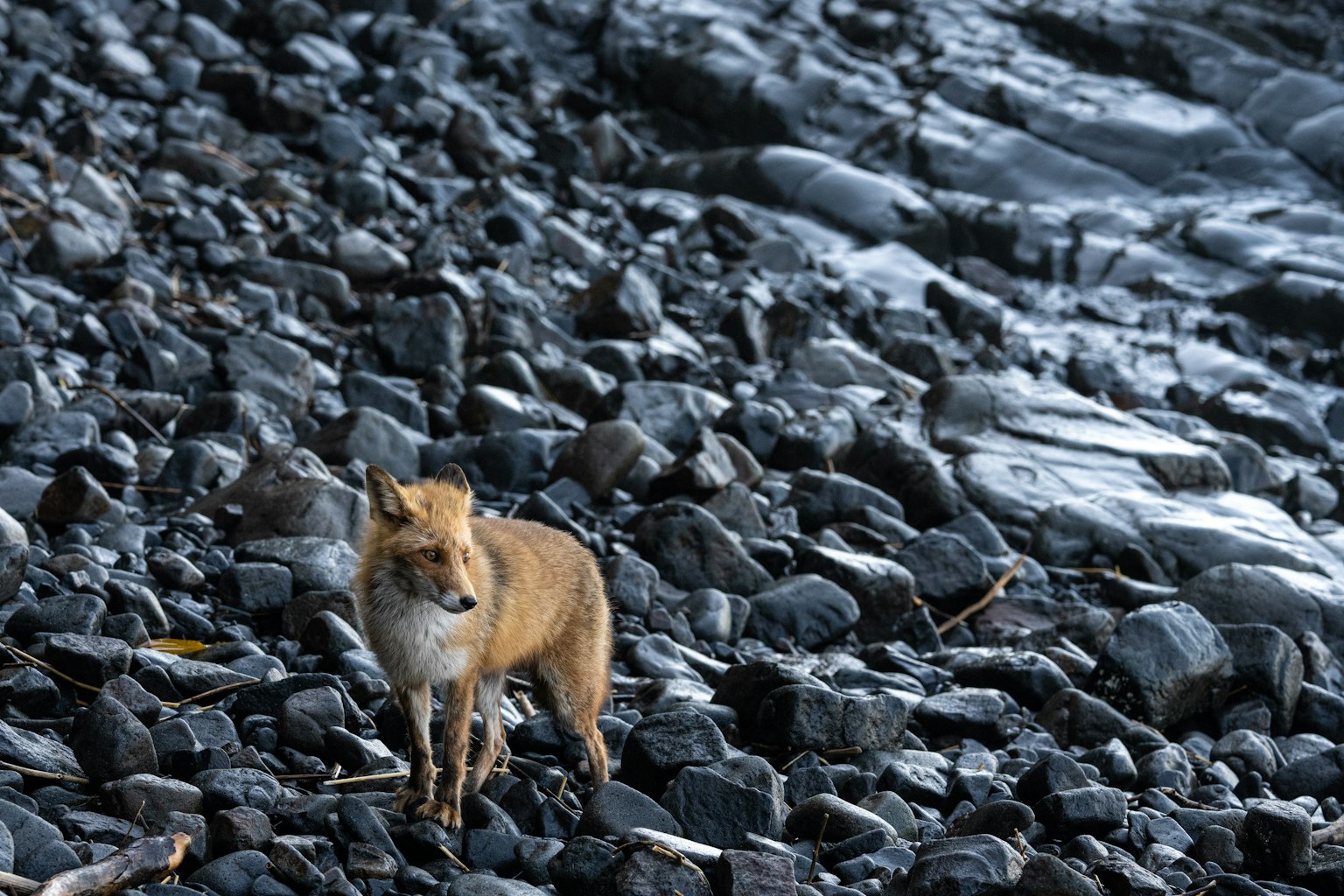 바위 해안에 서 있는 주황색 여우의 이미지