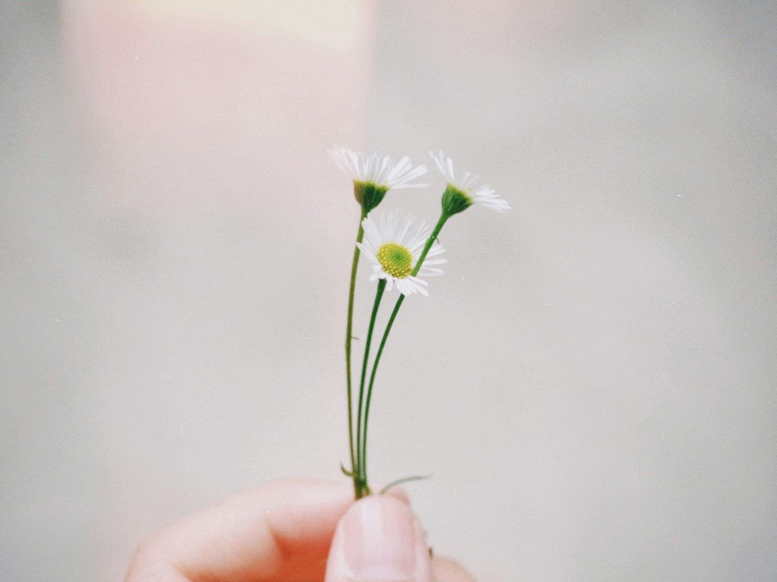 Một bàn tay cầm một bó hoa trắng nhỏ