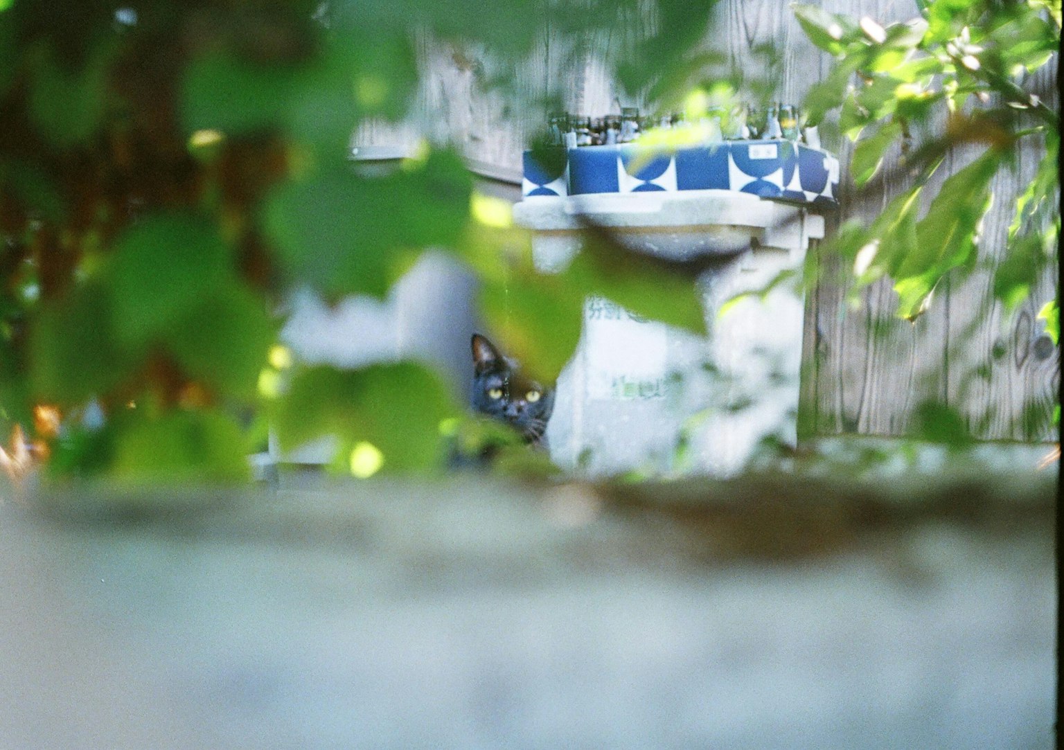 緑の葉に囲まれたぼやけた背景に猫が隠れている