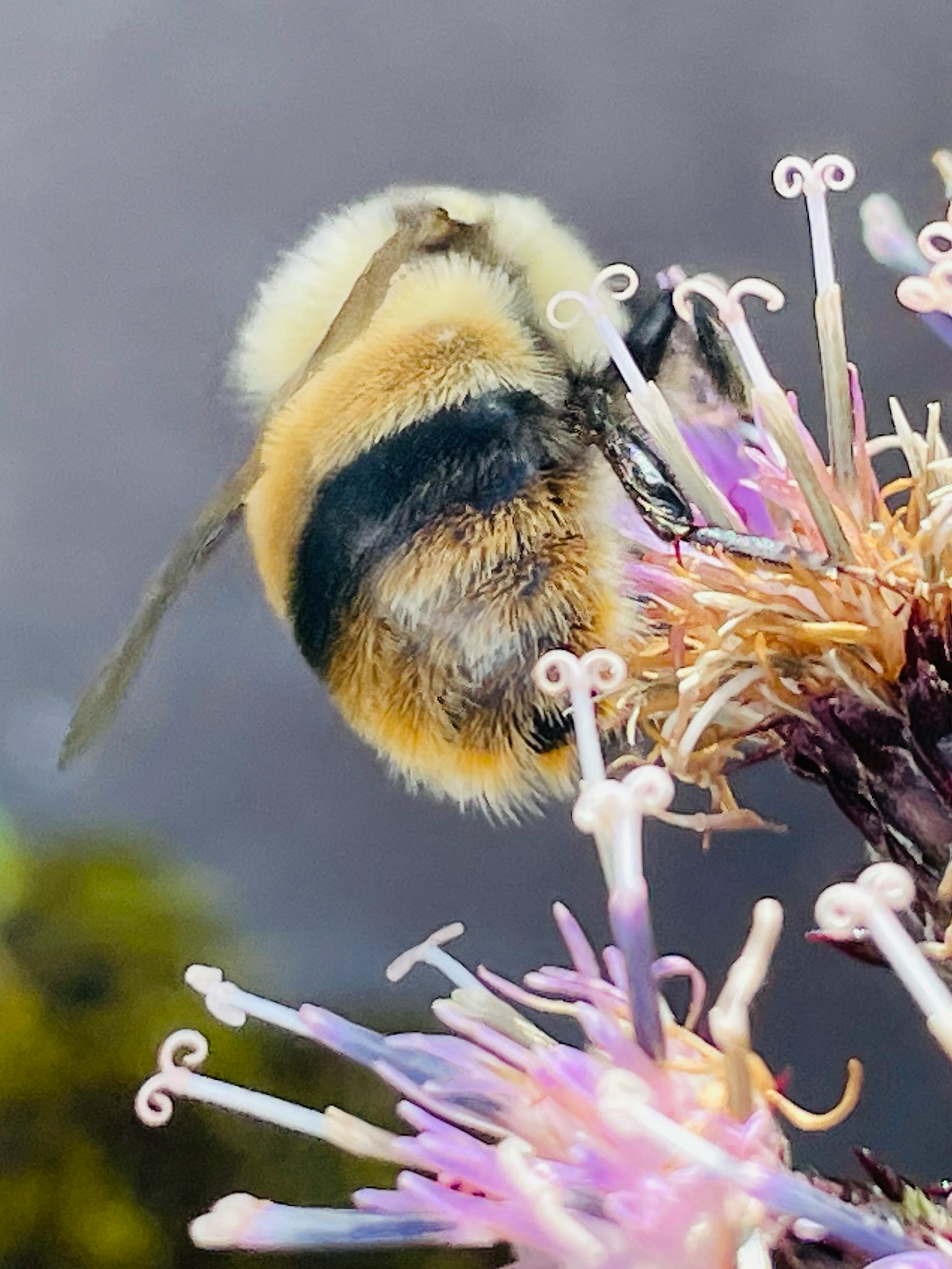 Un abejorro posado sobre una flor morada en primer plano