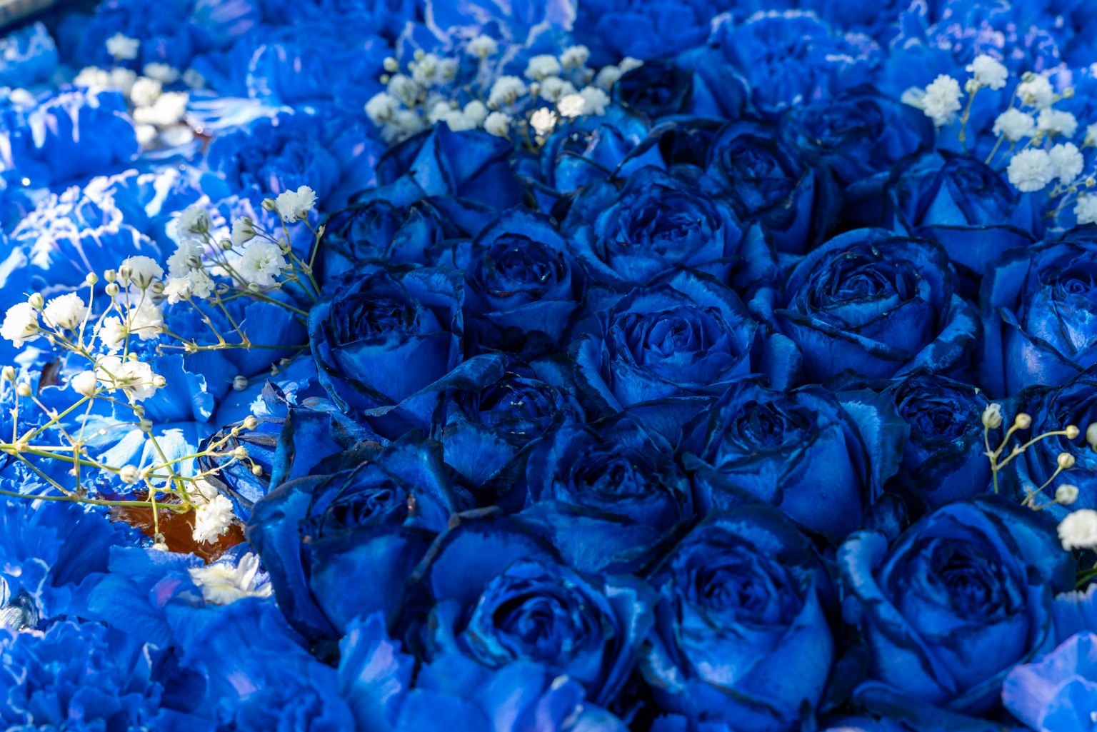 Arrangement of blue roses and white baby breaths