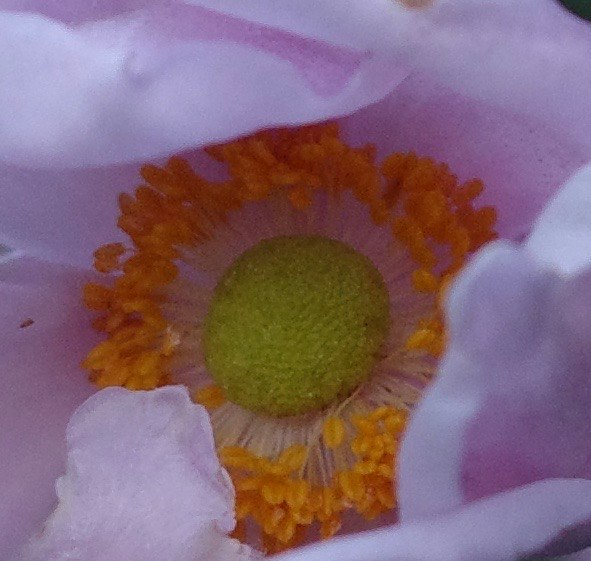 Close-up of an autumn anemone flower center and petals