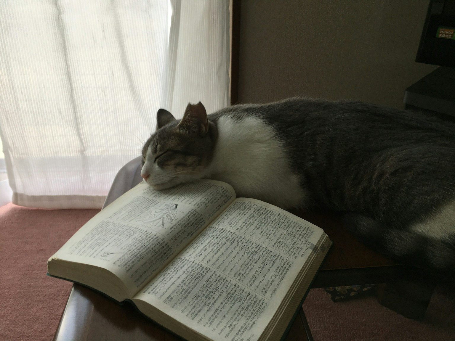Gatto che riposa su un dizionario aperto