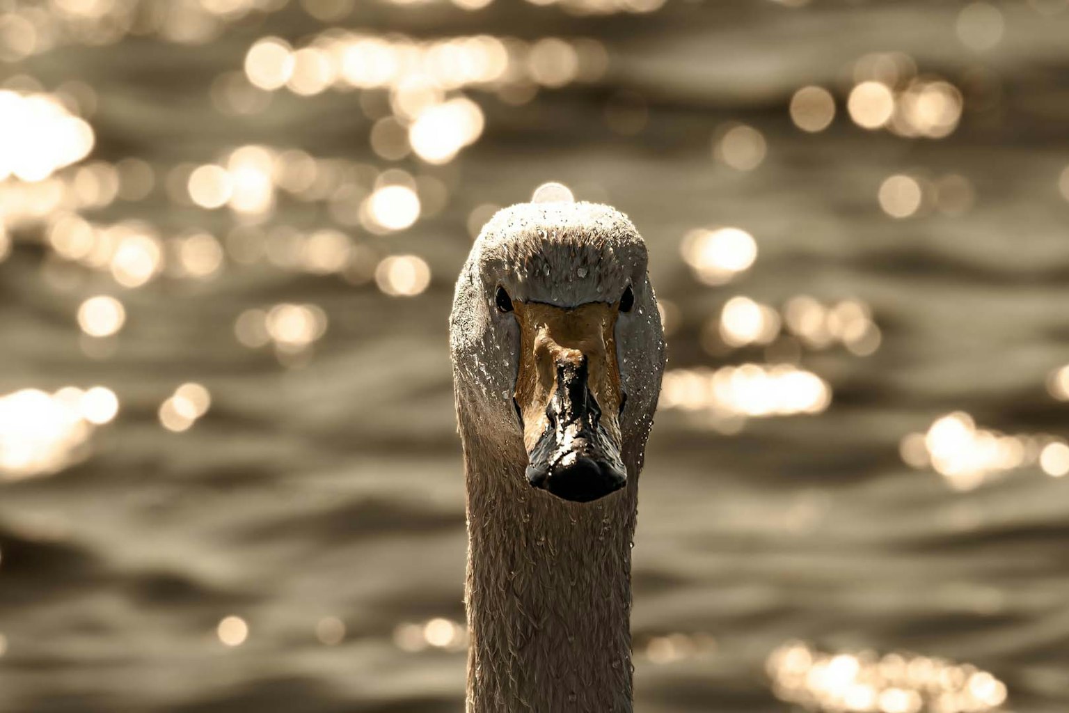 Nahaufnahme eines Schwans auf der Wasseroberfläche