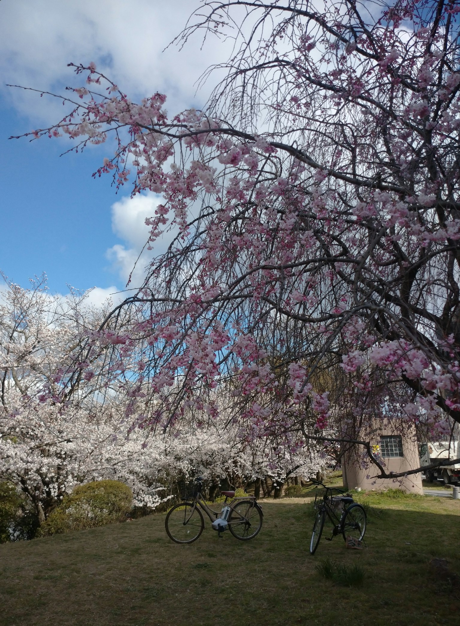 Una vista panoramica con alberi di ciliegio e biciclette sotto un cielo azzurro e nuvole