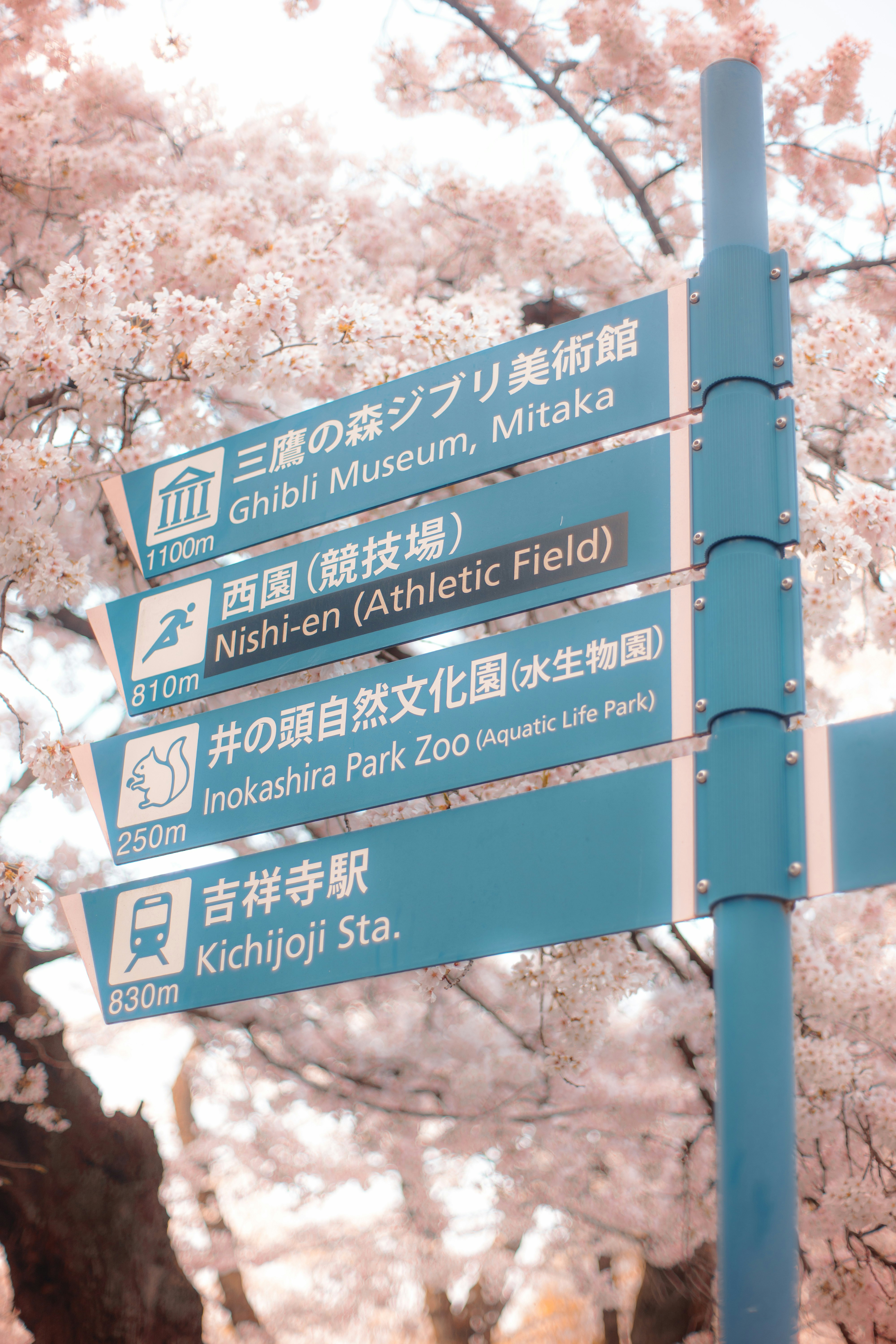 桜並木の下に立つ案内標識と距離表示のある駅前
