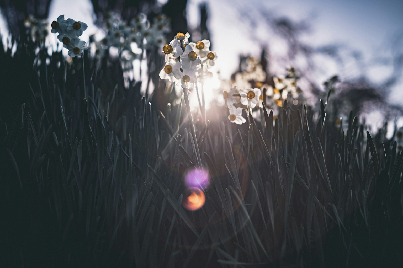 Fiori bianchi che sbocciano in un campo al crepuscolo con luce soffusa