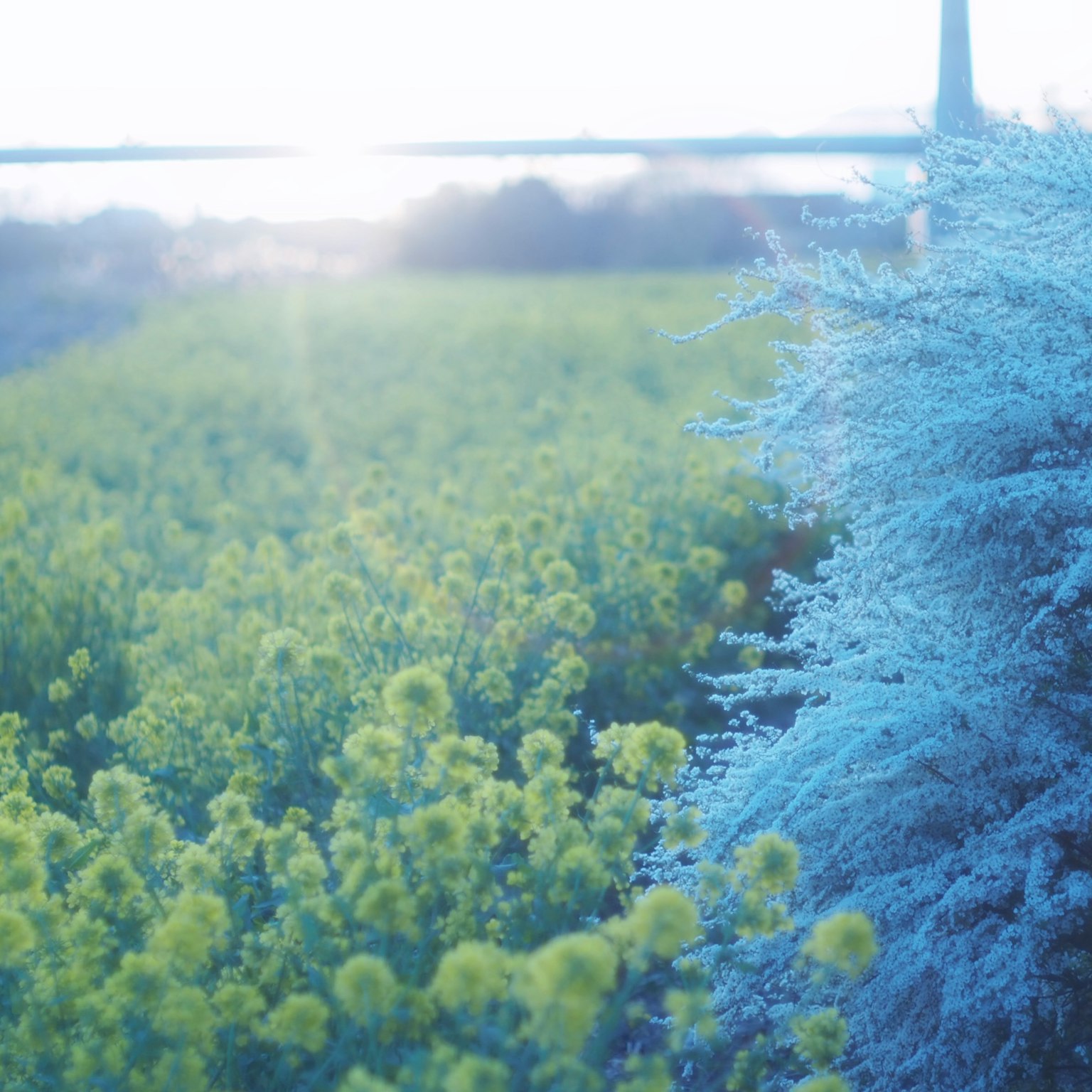 Paisaje con flores amarillas vibrantes y follaje azul