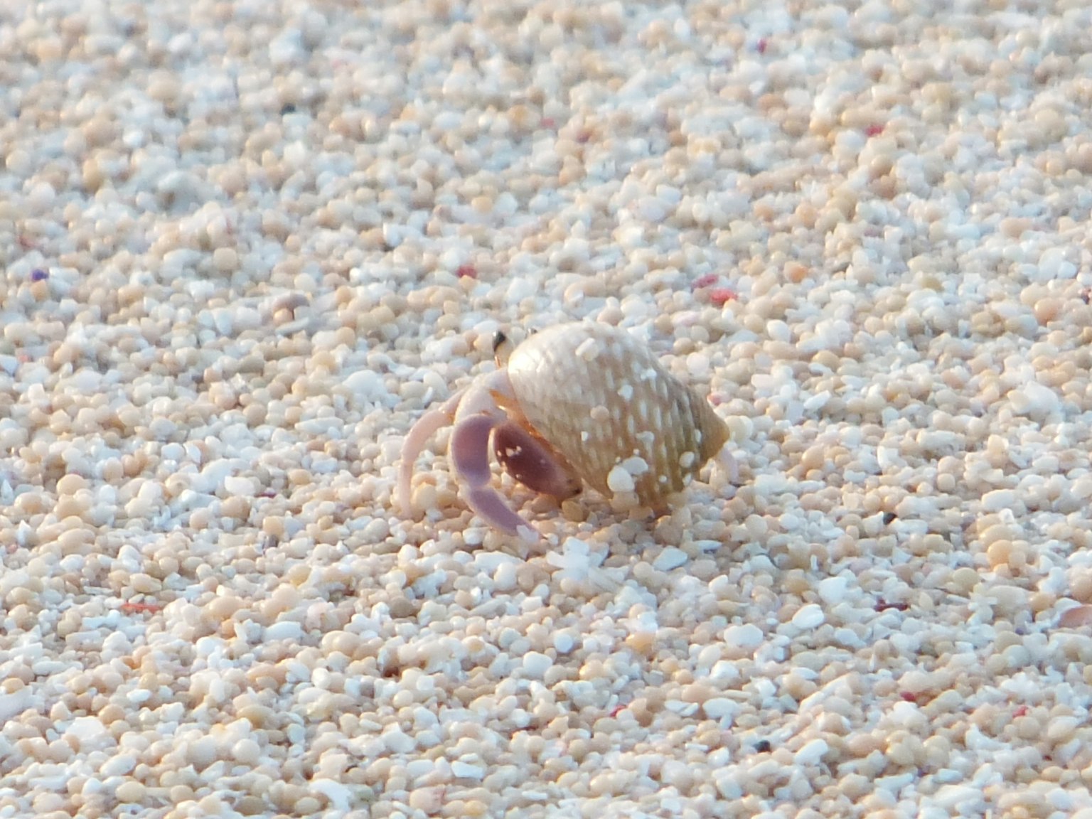 Un tipo di conchiglia su una spiaggia sabbiosa con piccoli granelli di sabbia intorno