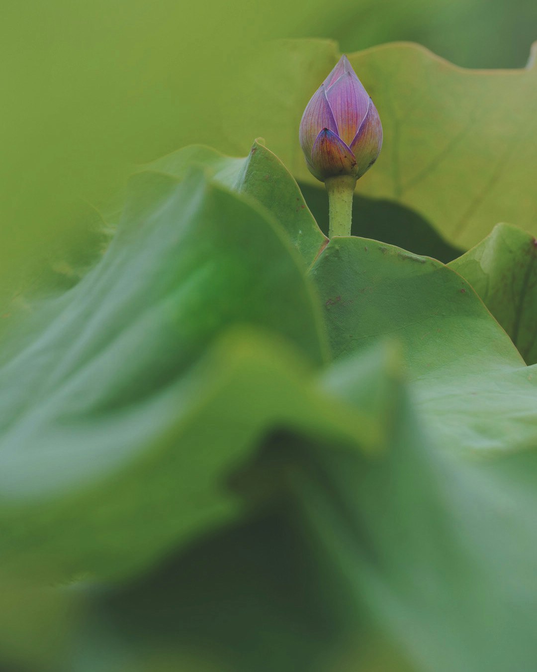 ハスの蕾が葉の間からのぞく花のクローズアップ