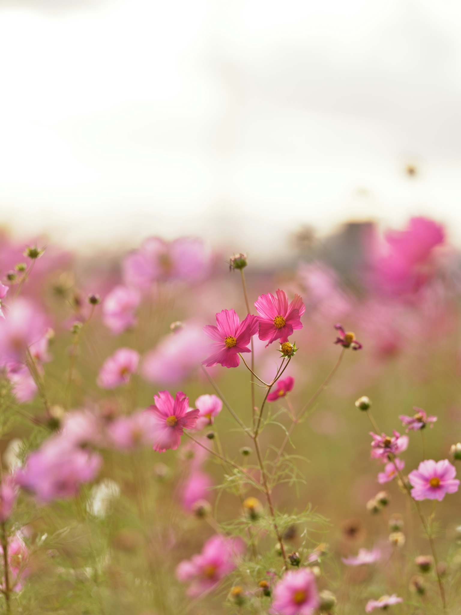 Un ampio campo di fiori rosa in fiore