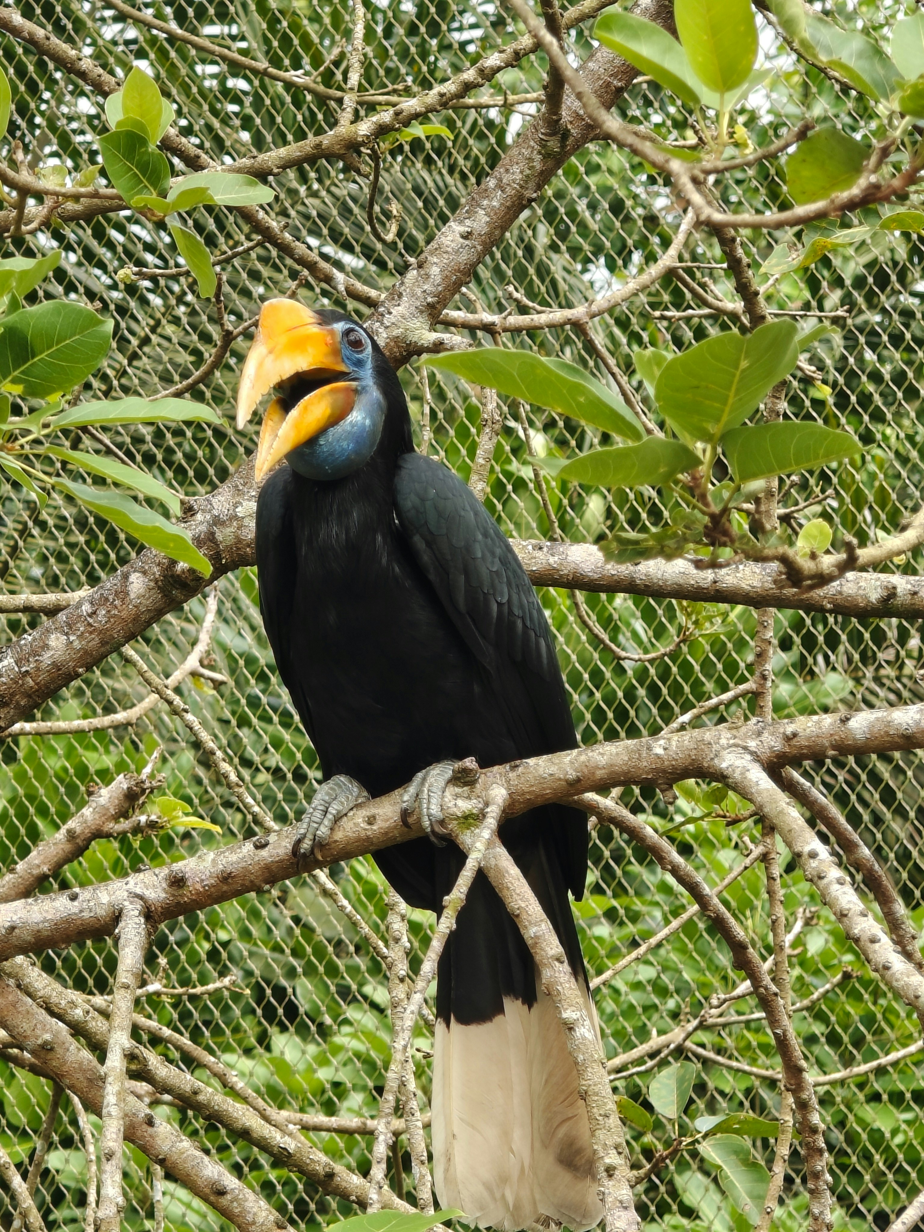 鳥の楽園の鳥が枝にとまる姿