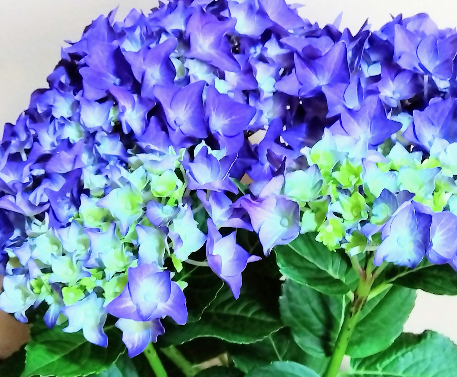 Bellissima pianta di ortensia con fiori blu e verdi vibranti