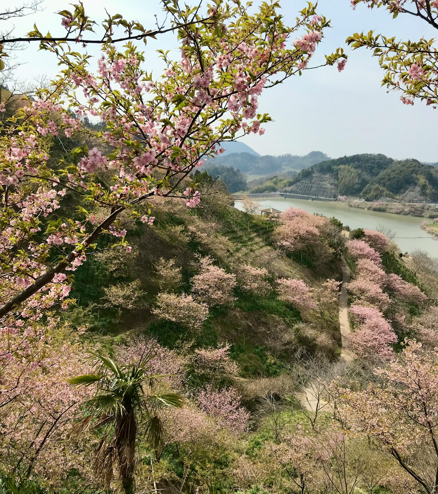 Vista panoramica di ciliegi in fiore su colline che sovrastano un fiume