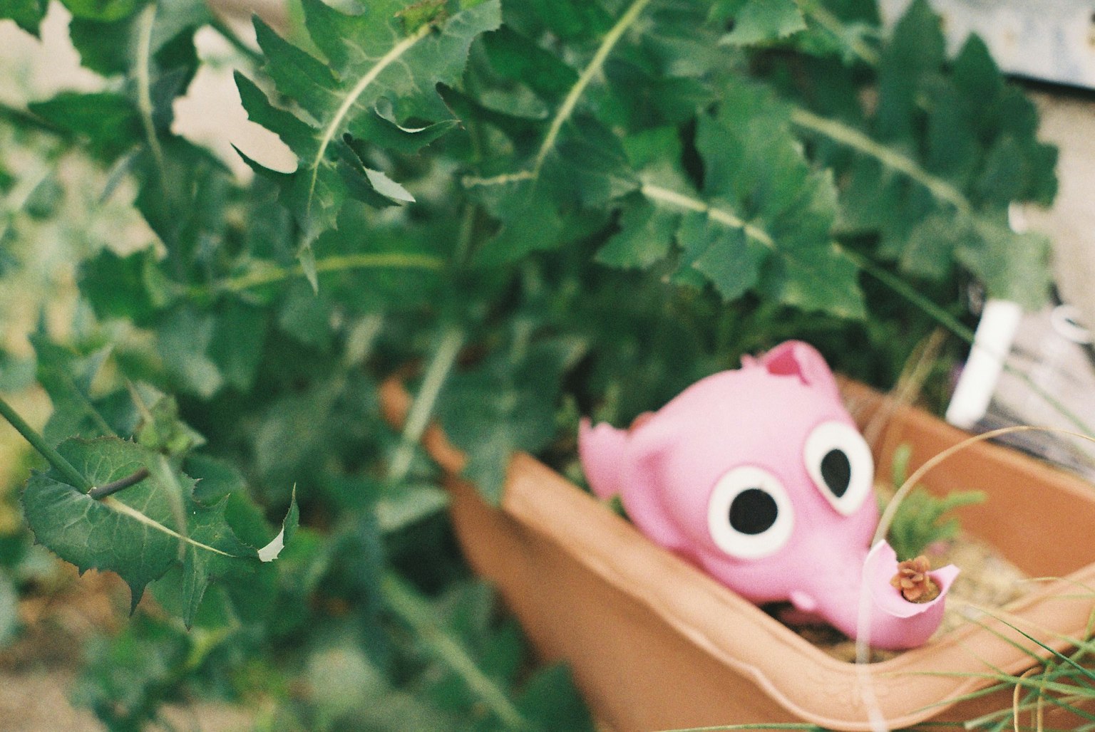 녹색 잎 사이에 놓인 분홍색 코끼리 물뿌리개가 테라코타 화분에 있다