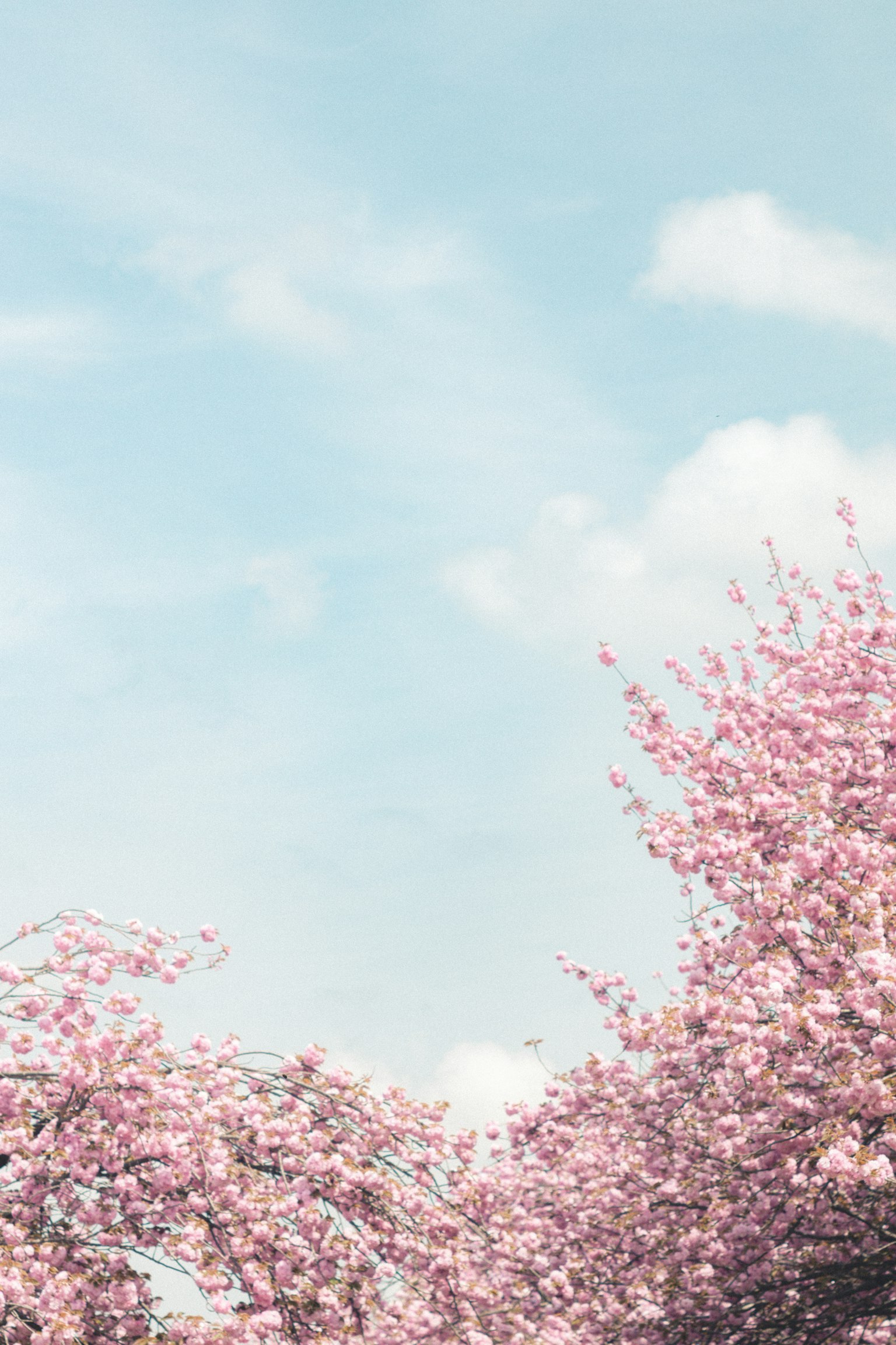 Un paysage avec des cerisiers en fleurs sous un ciel bleu