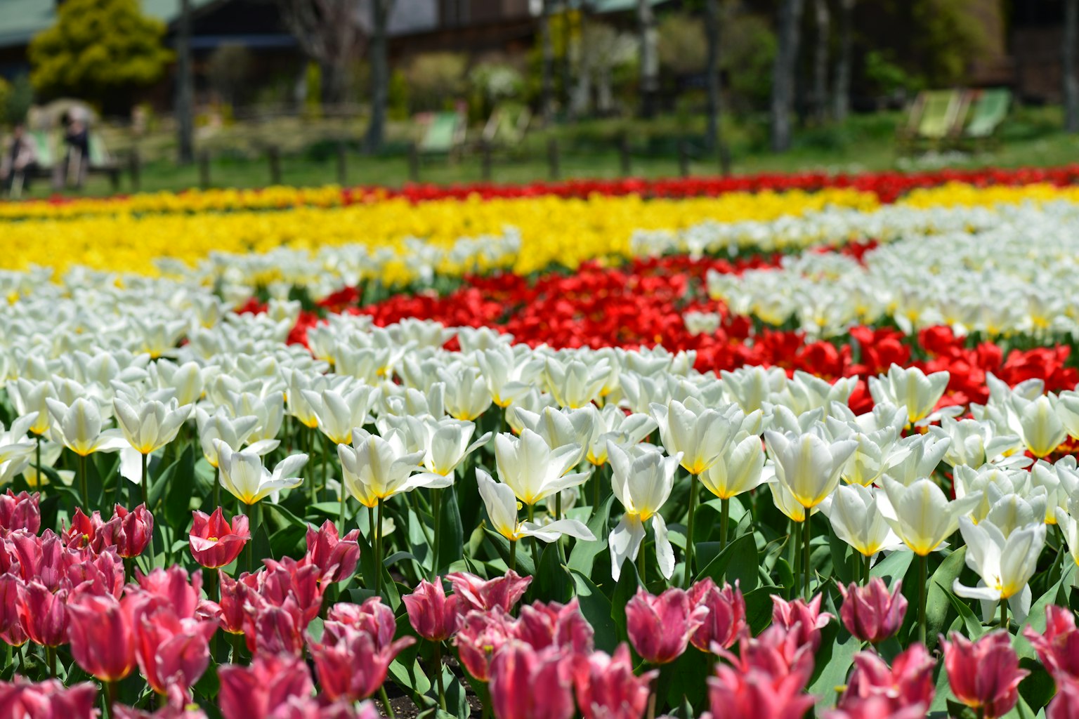 Vibrant tulip field with rows of red white yellow and pink flowers