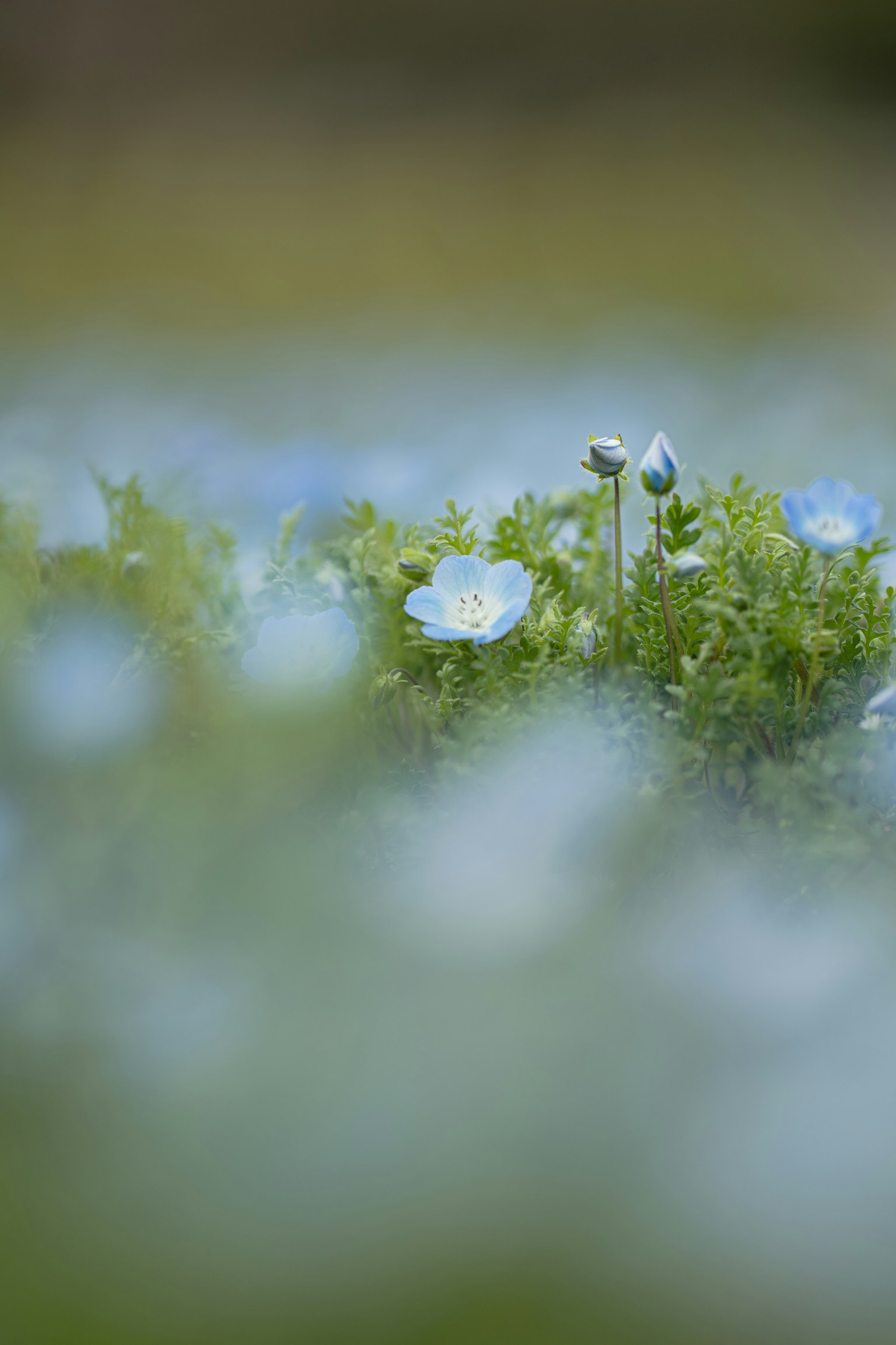 青い花と緑の葉の柔らかい焦点の風景
