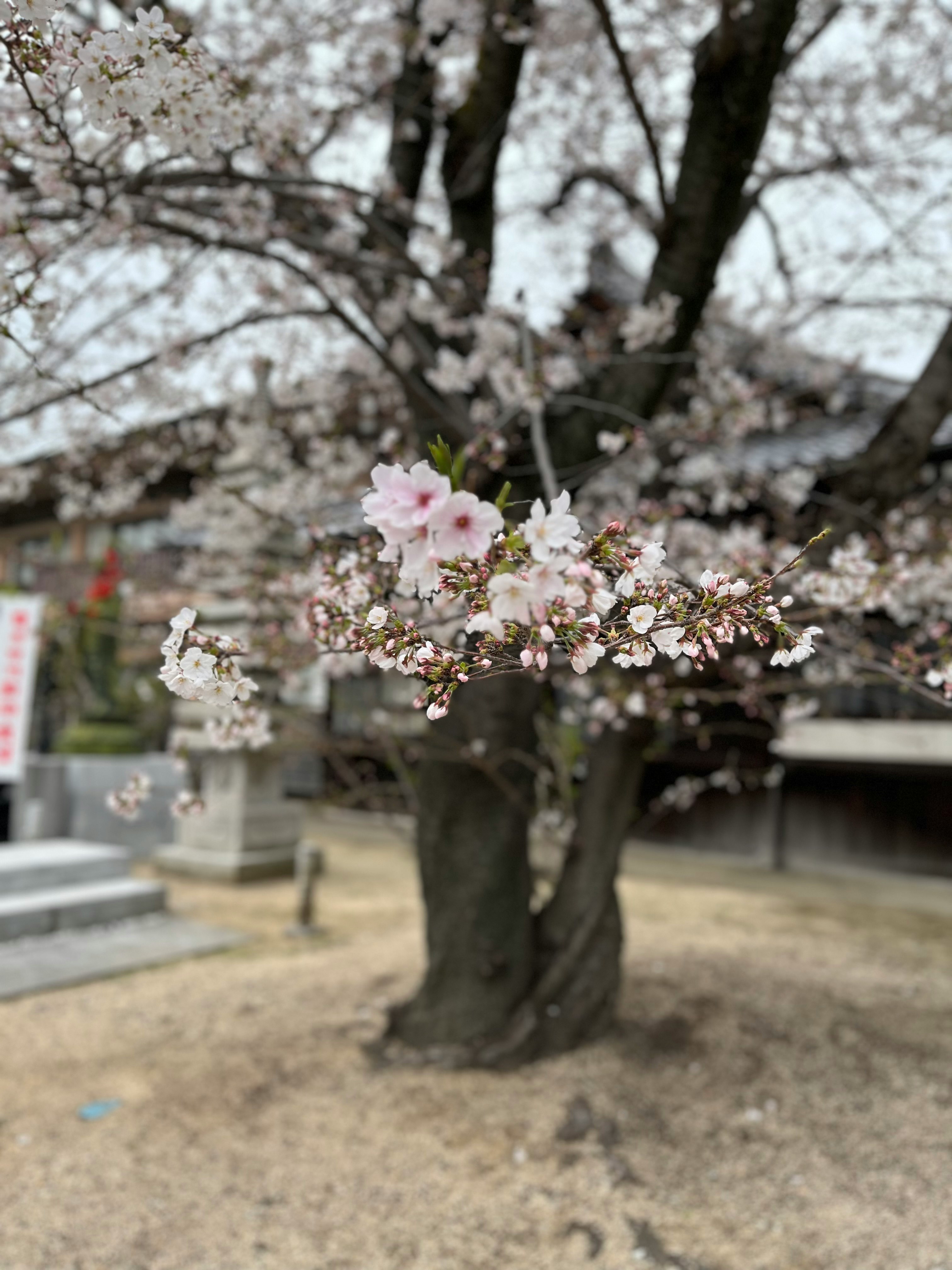 桜の花が咲く寺の境内で誰もいない風景