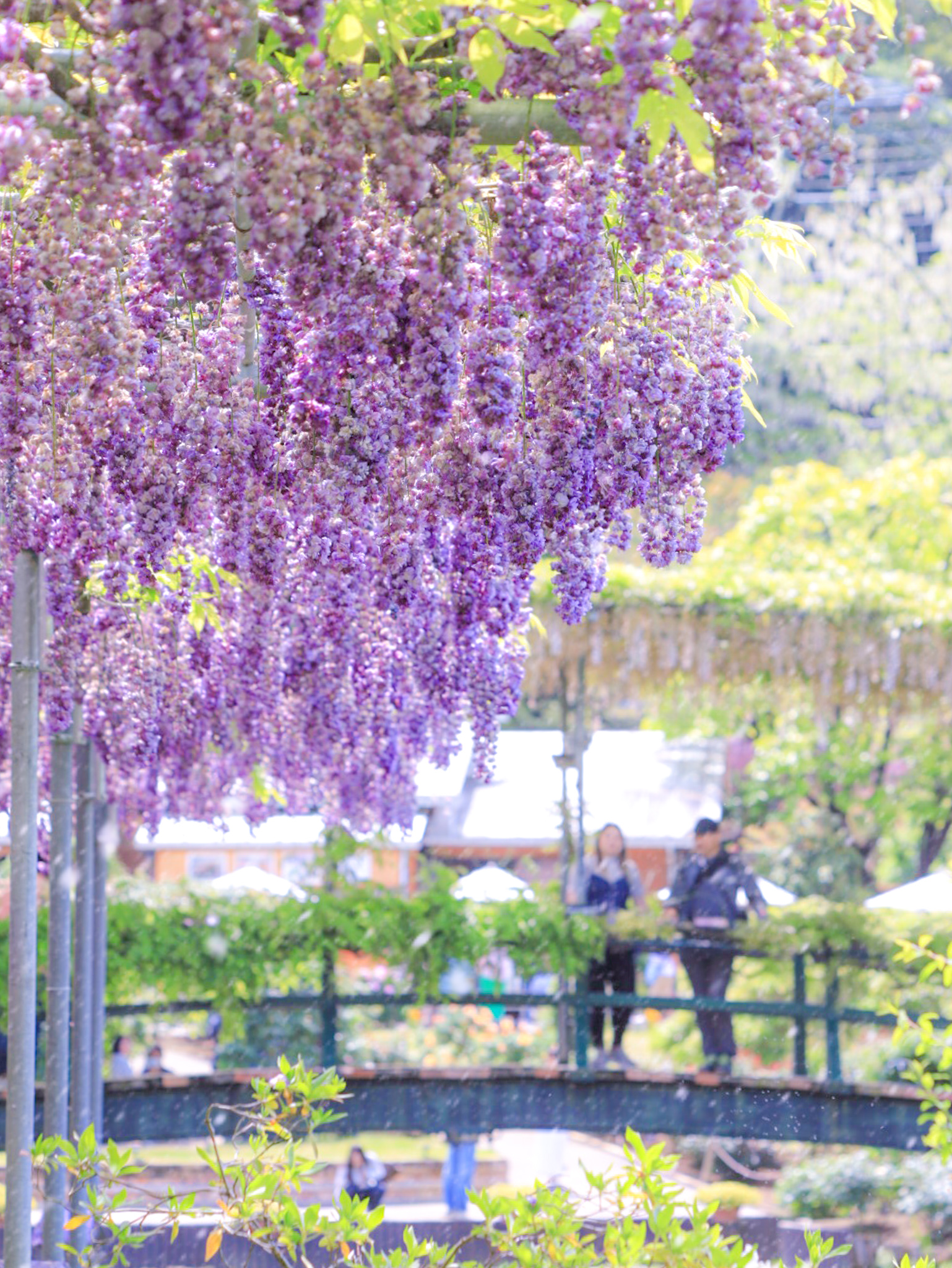 あしかがフラワーパークの藤棚が咲き並ぶ花園の風景