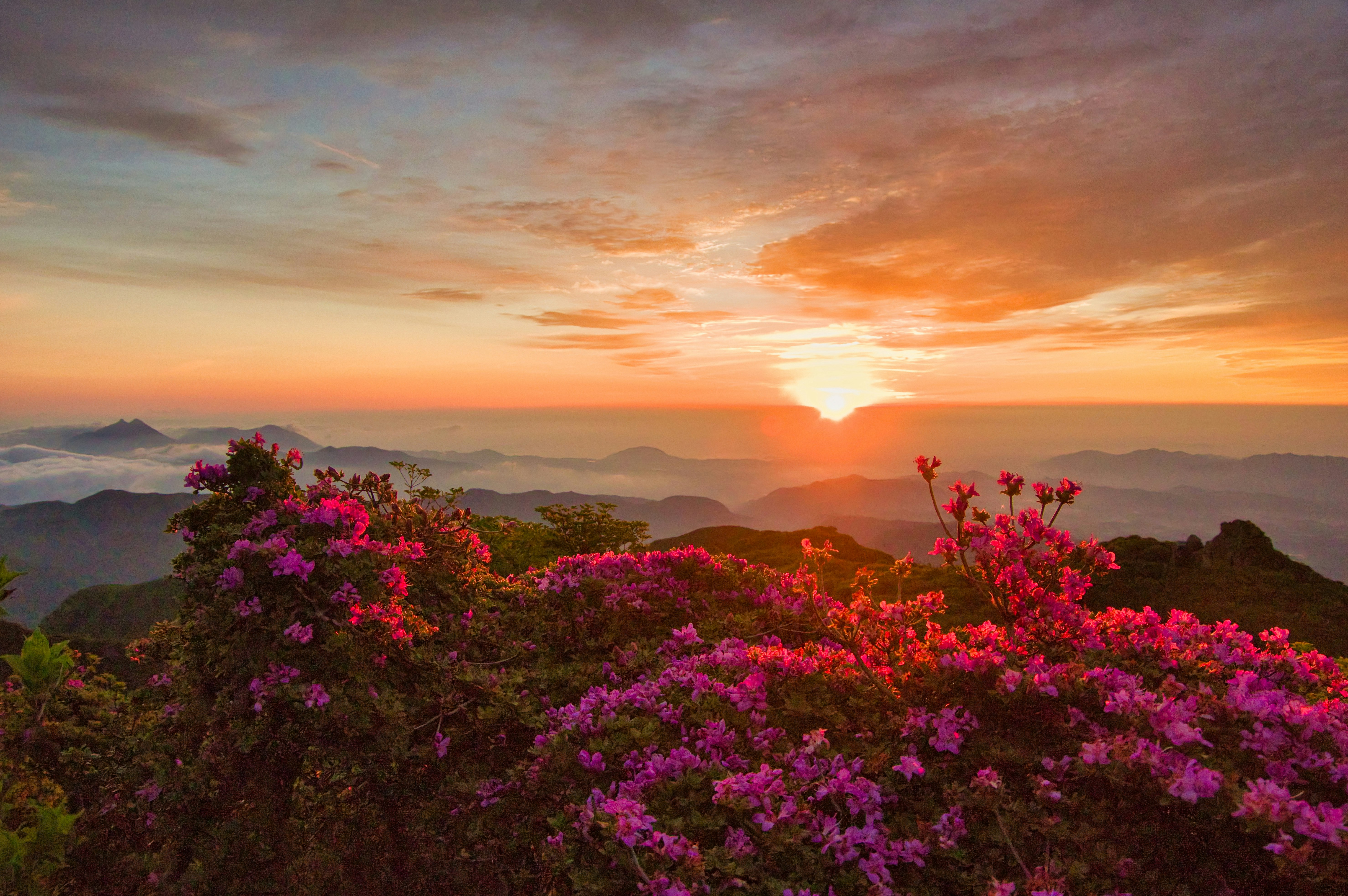 Fiori di miyama kirishima sulla cima del monte Kuju al sorgere del sole