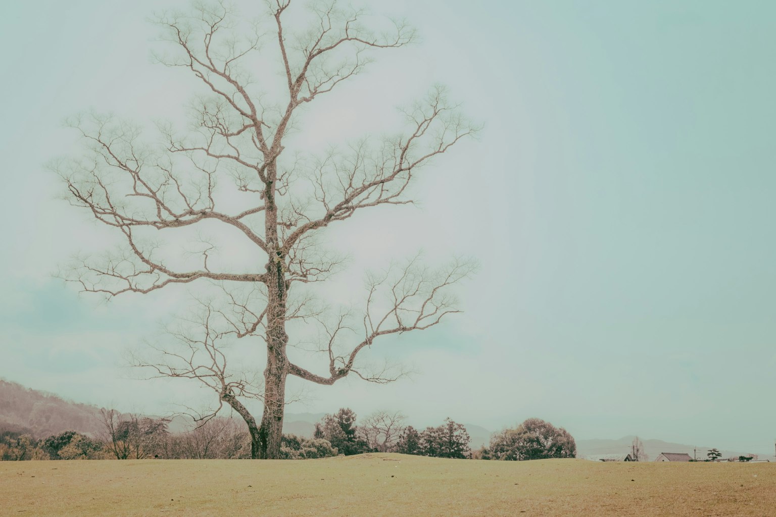 Un grande albero spoglio che si erge in un paesaggio invernale con un campo vasto