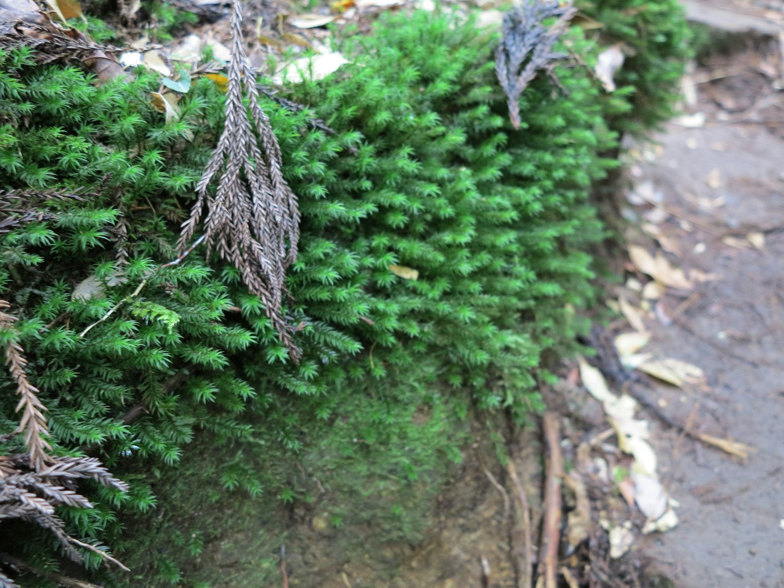 Gros plan de mousse verte vibrante avec des feuilles sèches dans un cadre naturel
