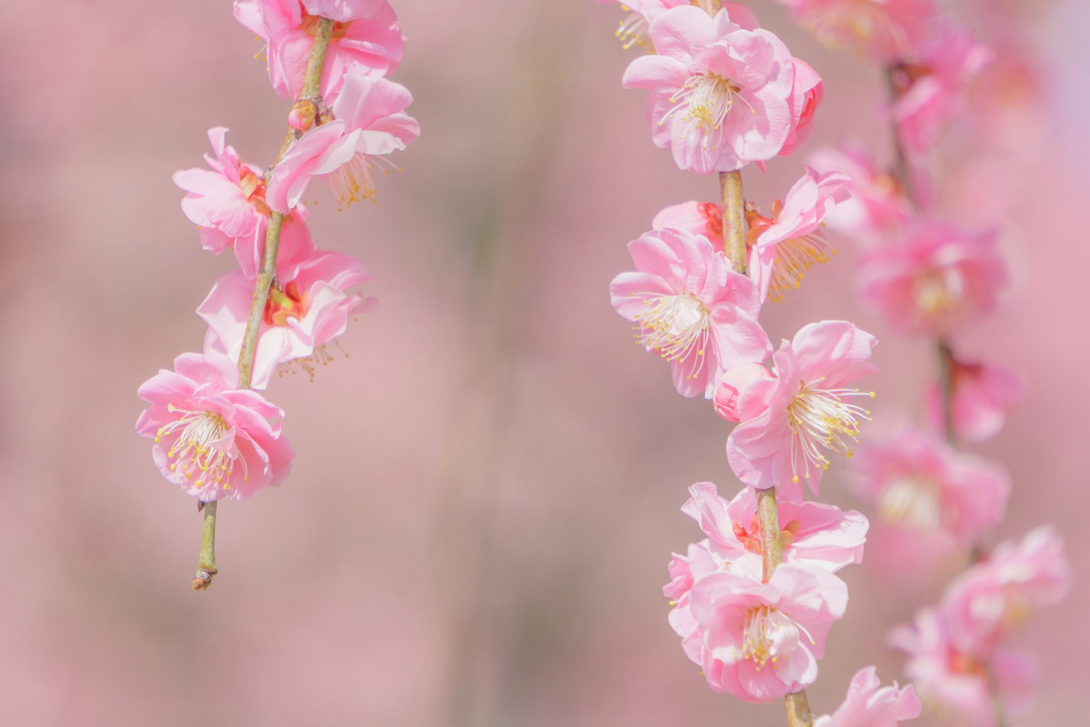 Immagine bellissima di fiori rosa che sbocciano sui rami
