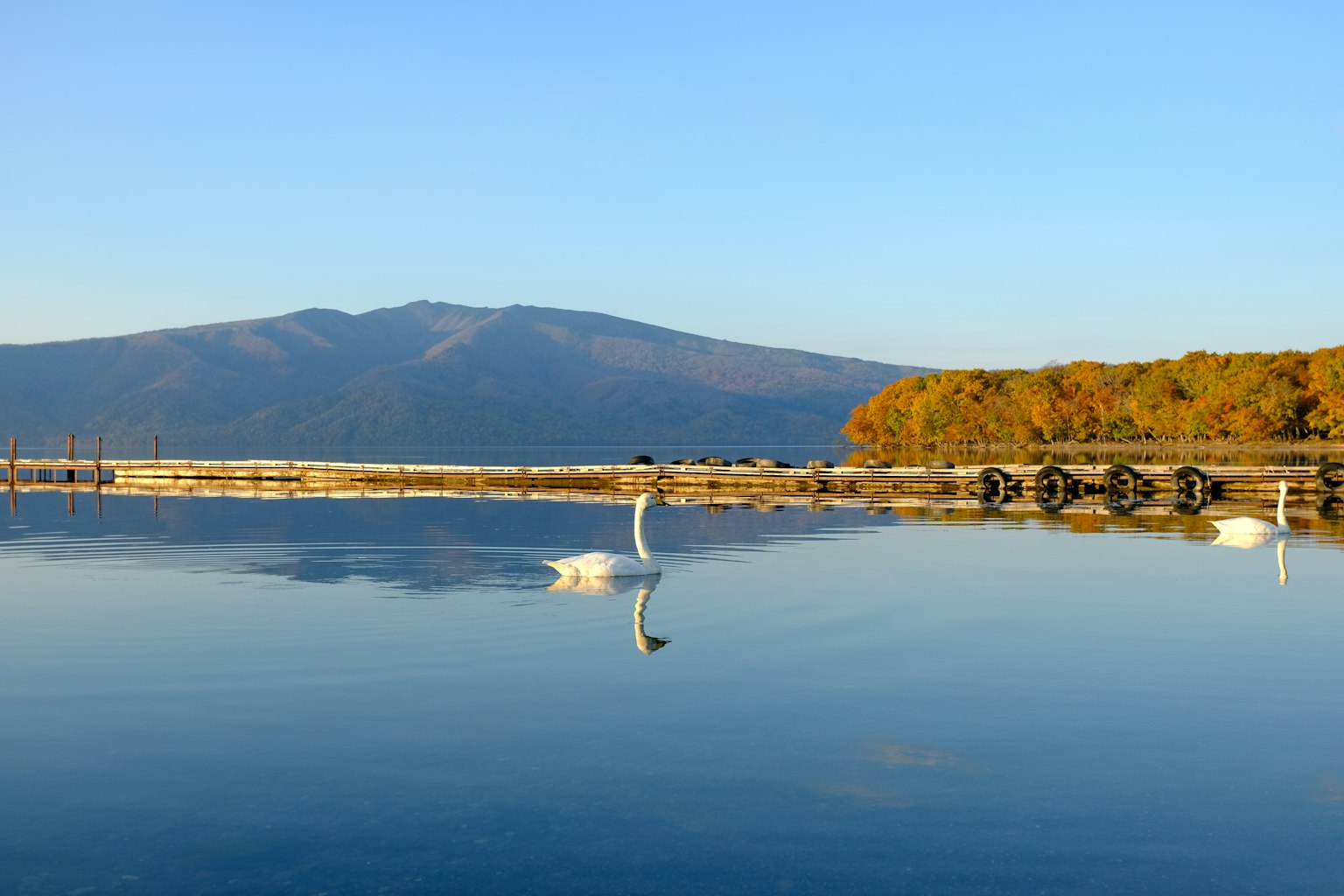 Ein ruhiger See mit Schwänen und Bergen im Hintergrund