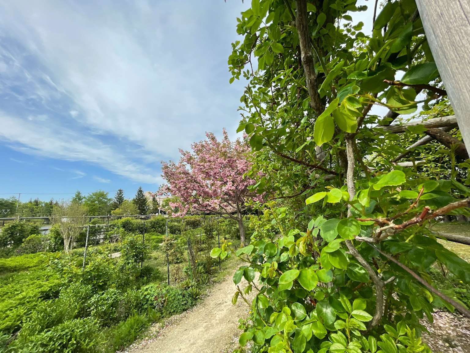 Sendero en un jardín exuberante con cerezos en flor y cielo azul