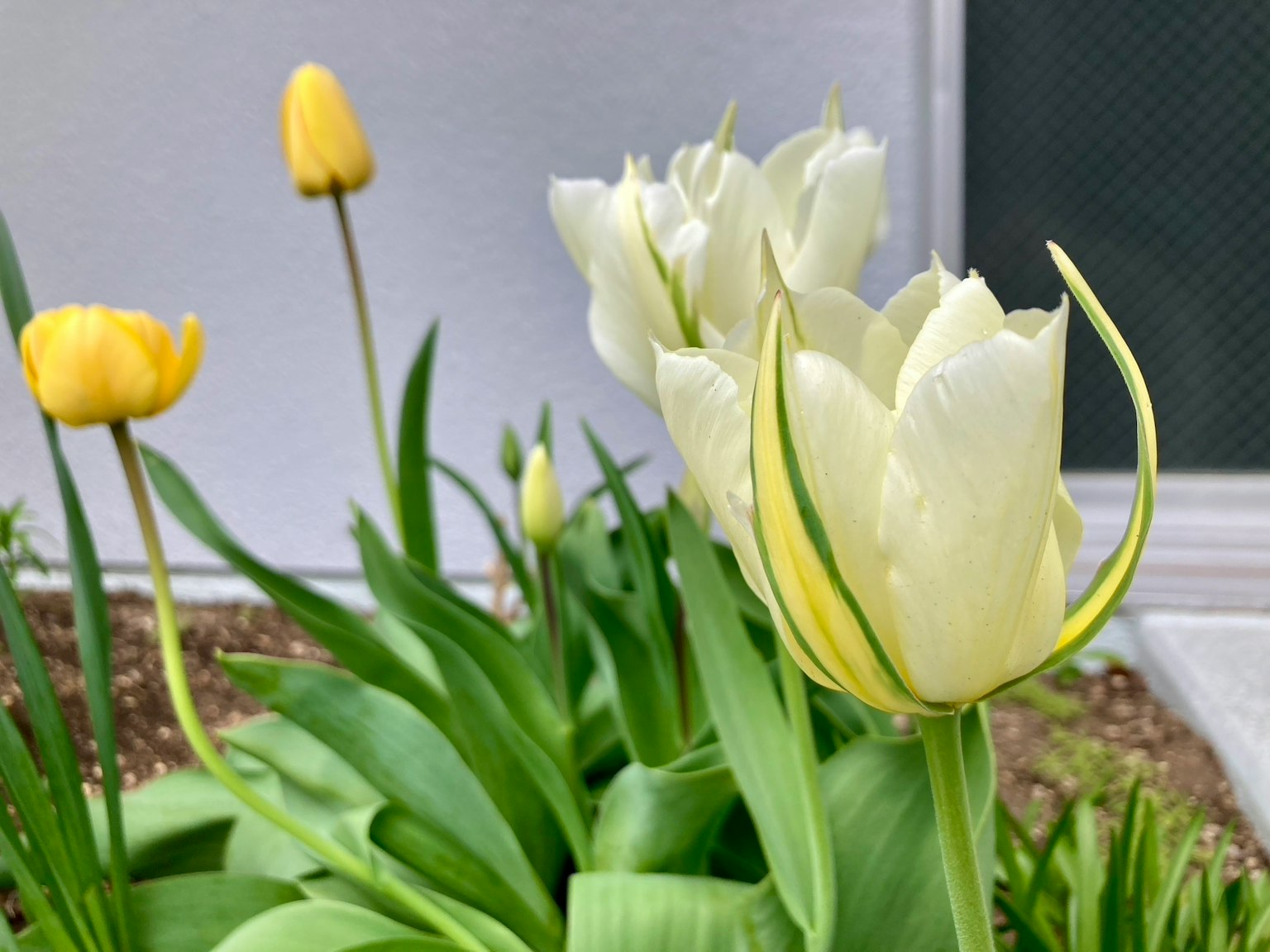 Cảnh vườn với hoa tulip trắng và vàng đang nở