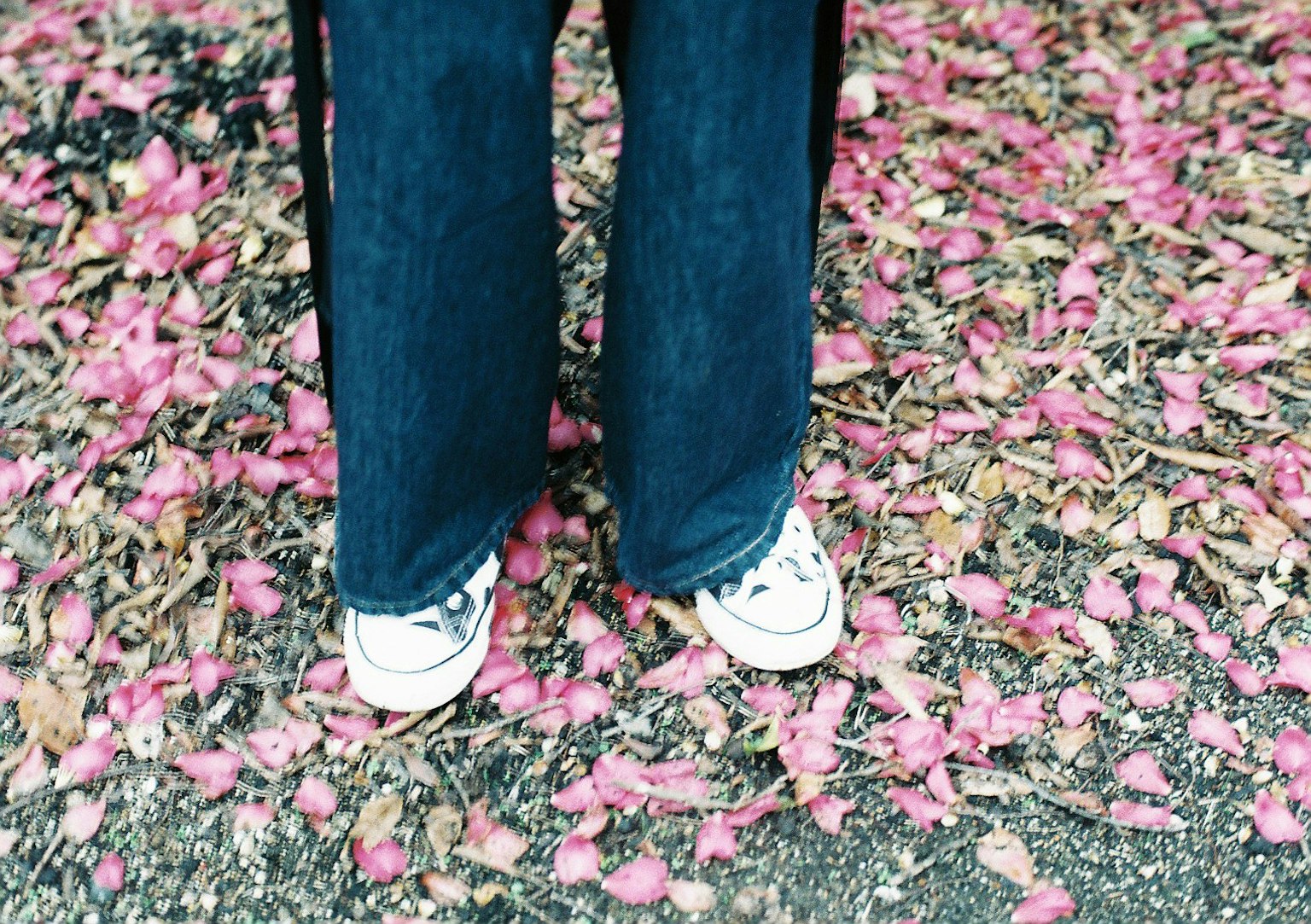 Pieds en jeans bleus et baskets blanches se tenant sur des pétales de fleurs roses