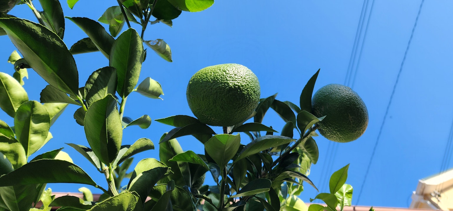 Albero di arancia verde con frutti sotto un cielo blu