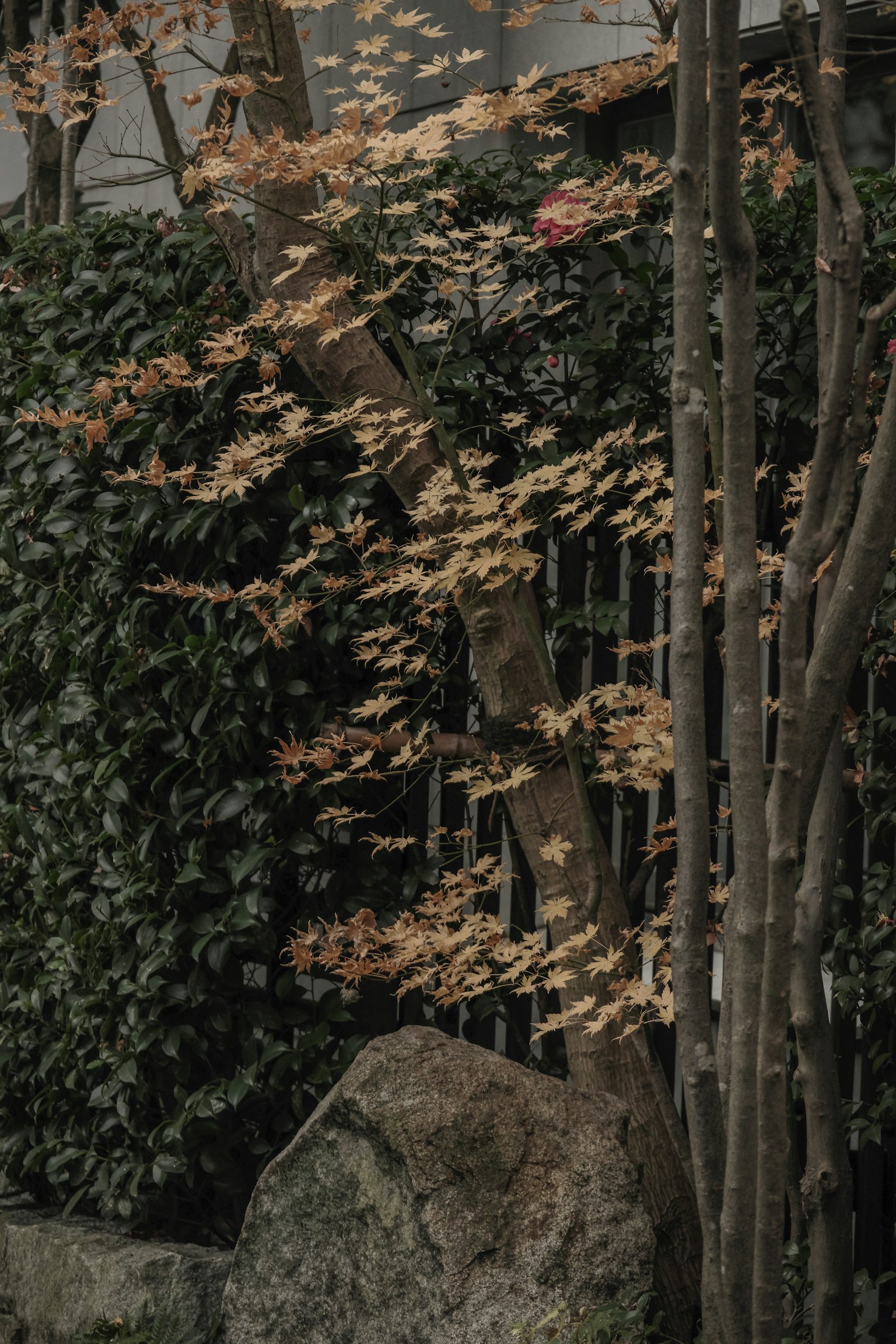 Close-up of a tree branch with green and brown leaves near a large rock
