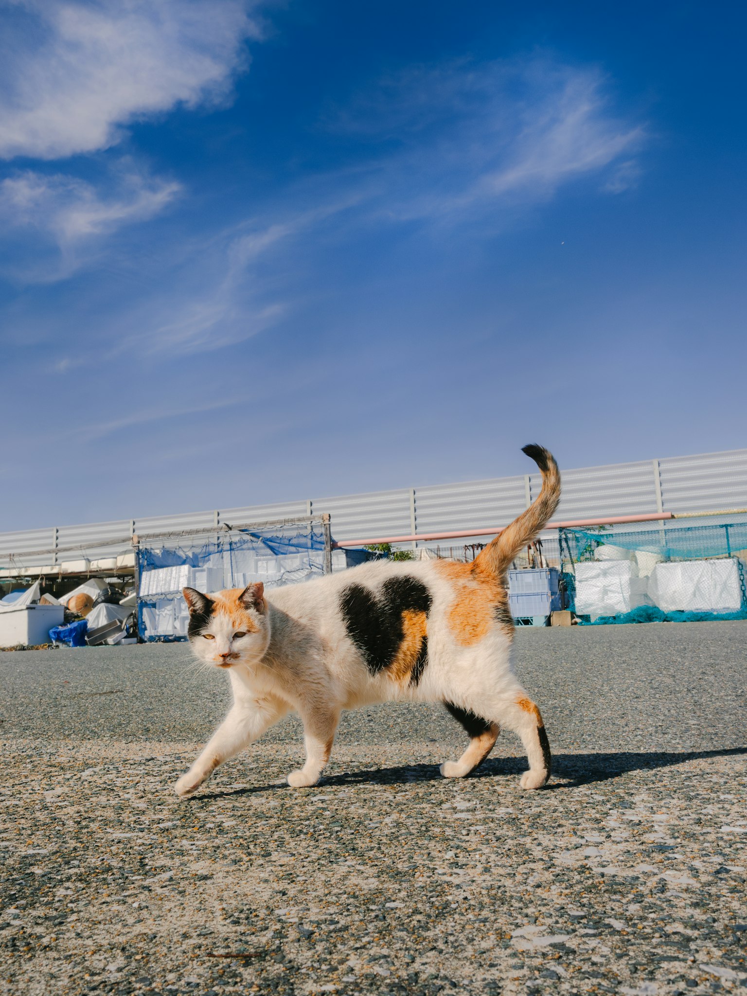 Seekor kucing calico dengan bercak hitam dan putih berjalan di bawah langit biru
