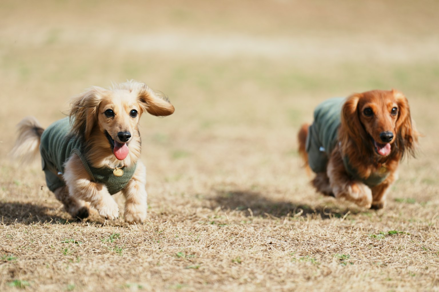 Two dachshunds running together