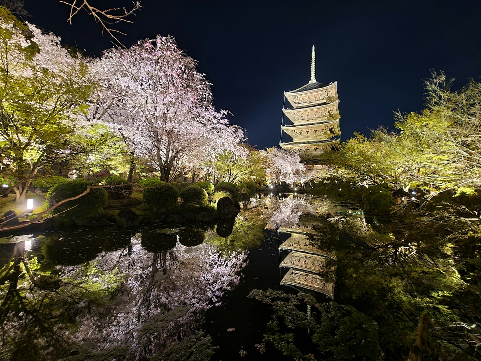 ทิวทัศน์ที่สวยงามของซากุระและเจดีย์ในตอนกลางคืน