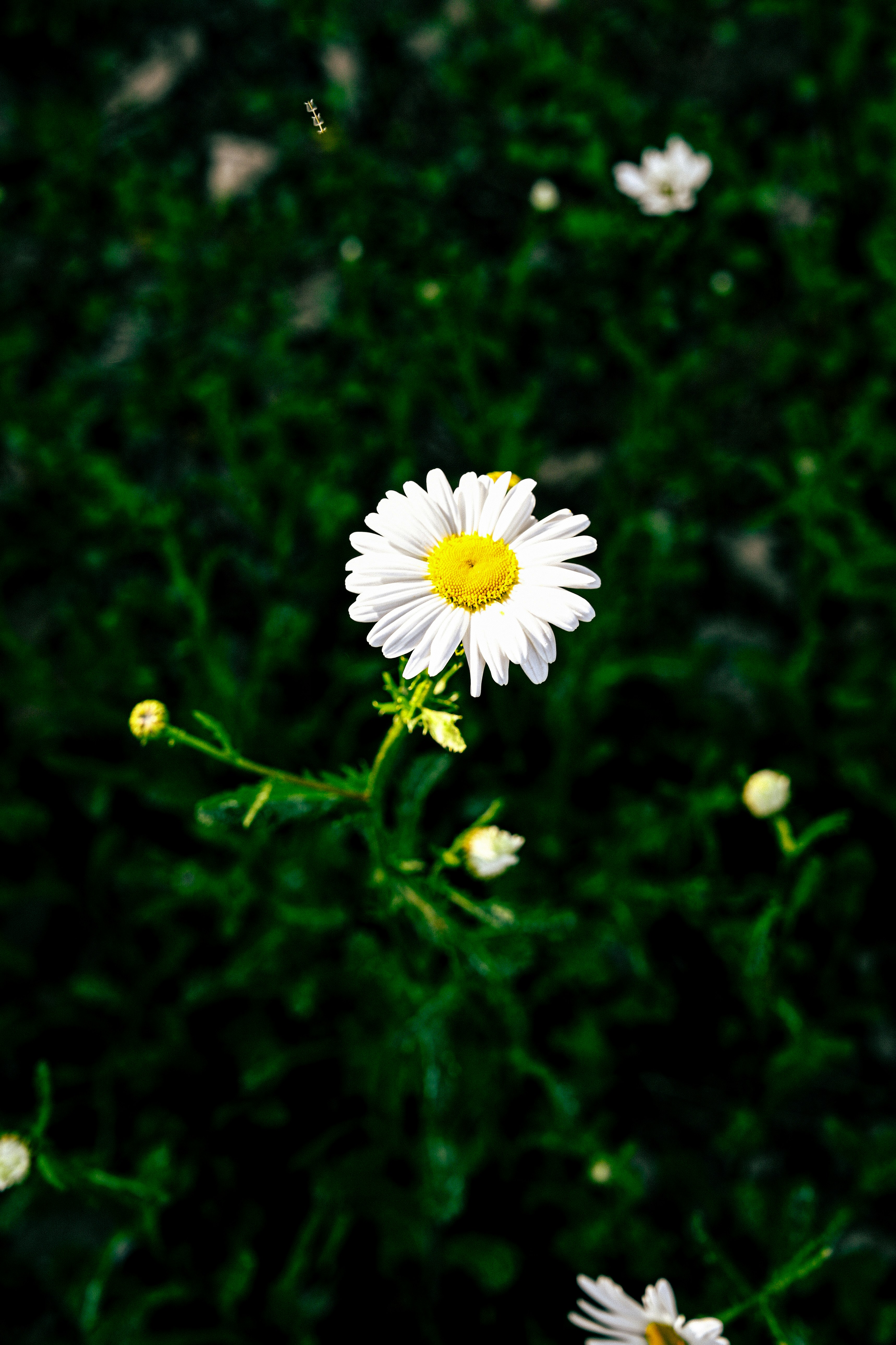 緑の草むらに咲く白いマーガレットの花