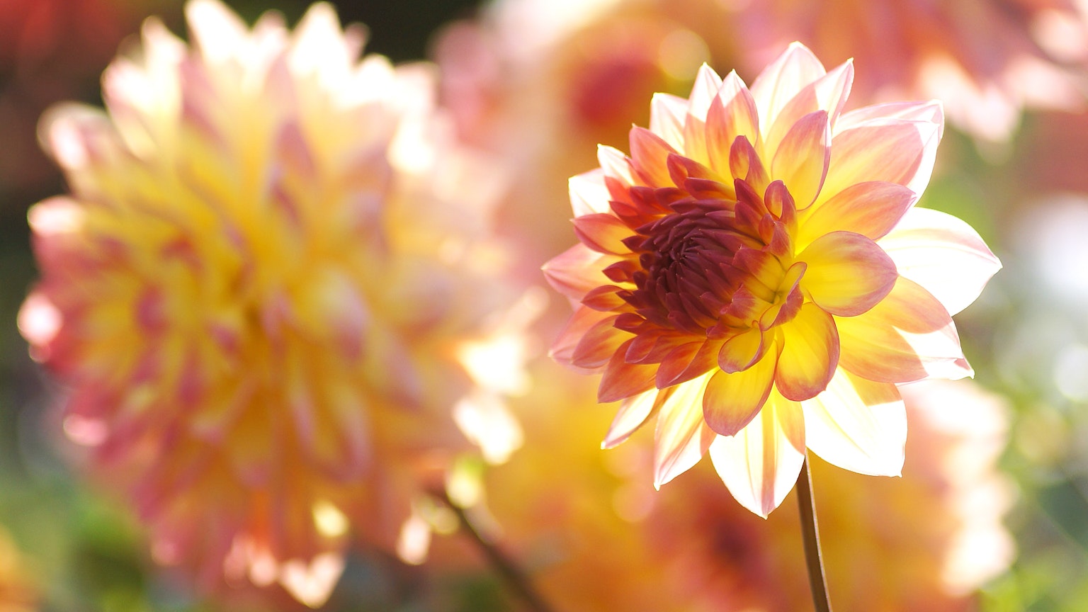Bellissimi fiori di dalia arancioni e rosa che fioriscono nella luce soffusa