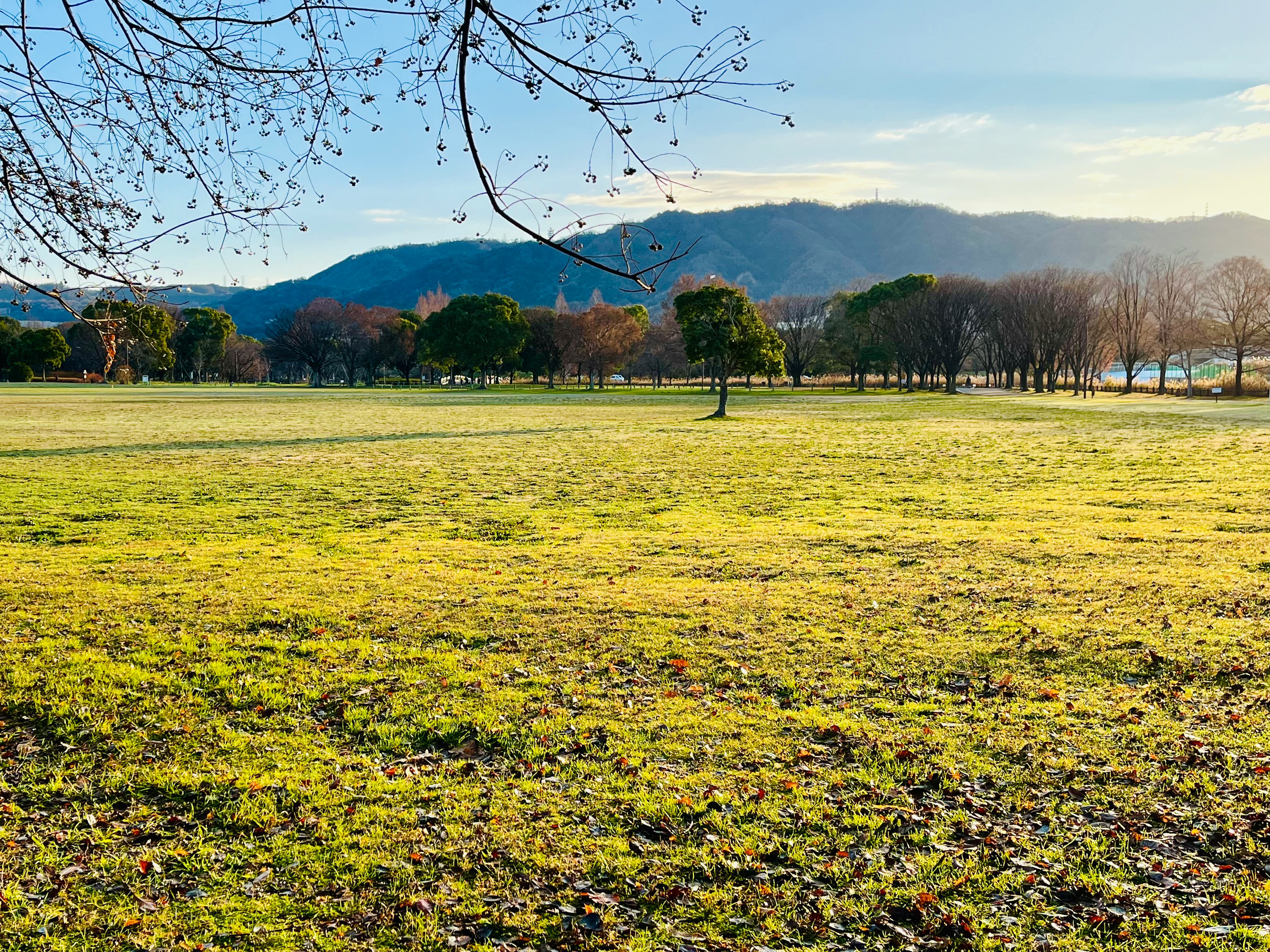 広い草地と木々、遠くの山並みが見える公園の風景