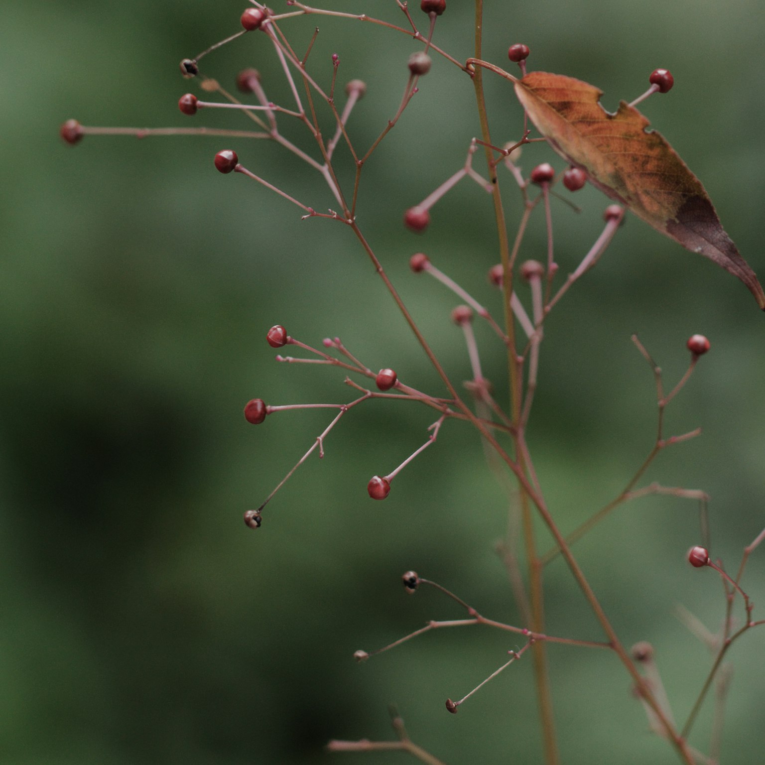 Un piccolo uccello appollaiato su un ramo sottile con bacche rosse sfondo verde sfocato