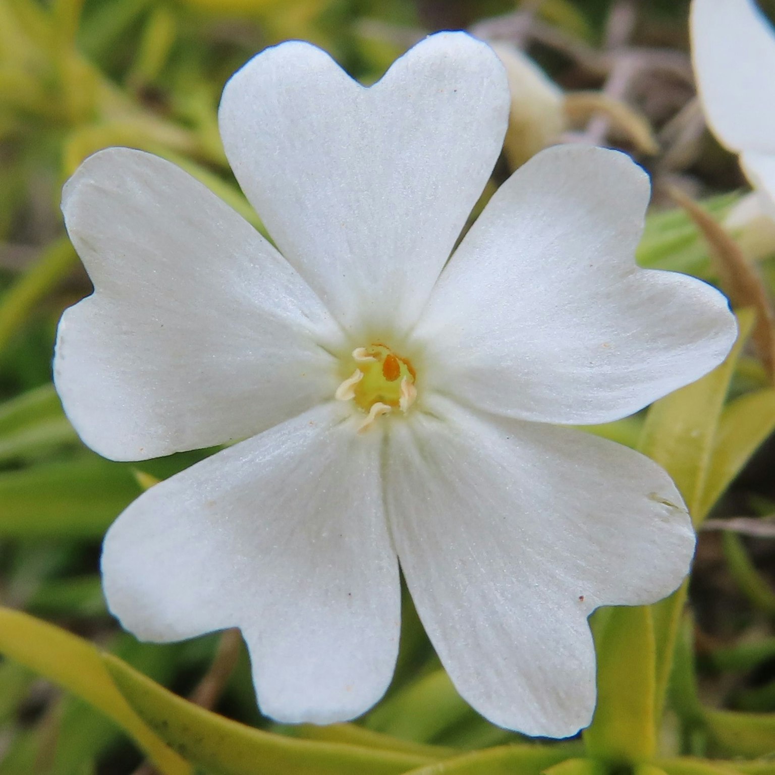 Primo piano di un fiore bianco con cinque petali a forma di cuore