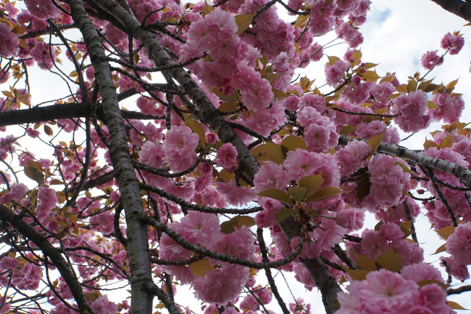 Kedekatan cabang bunga sakura dengan bunga pink